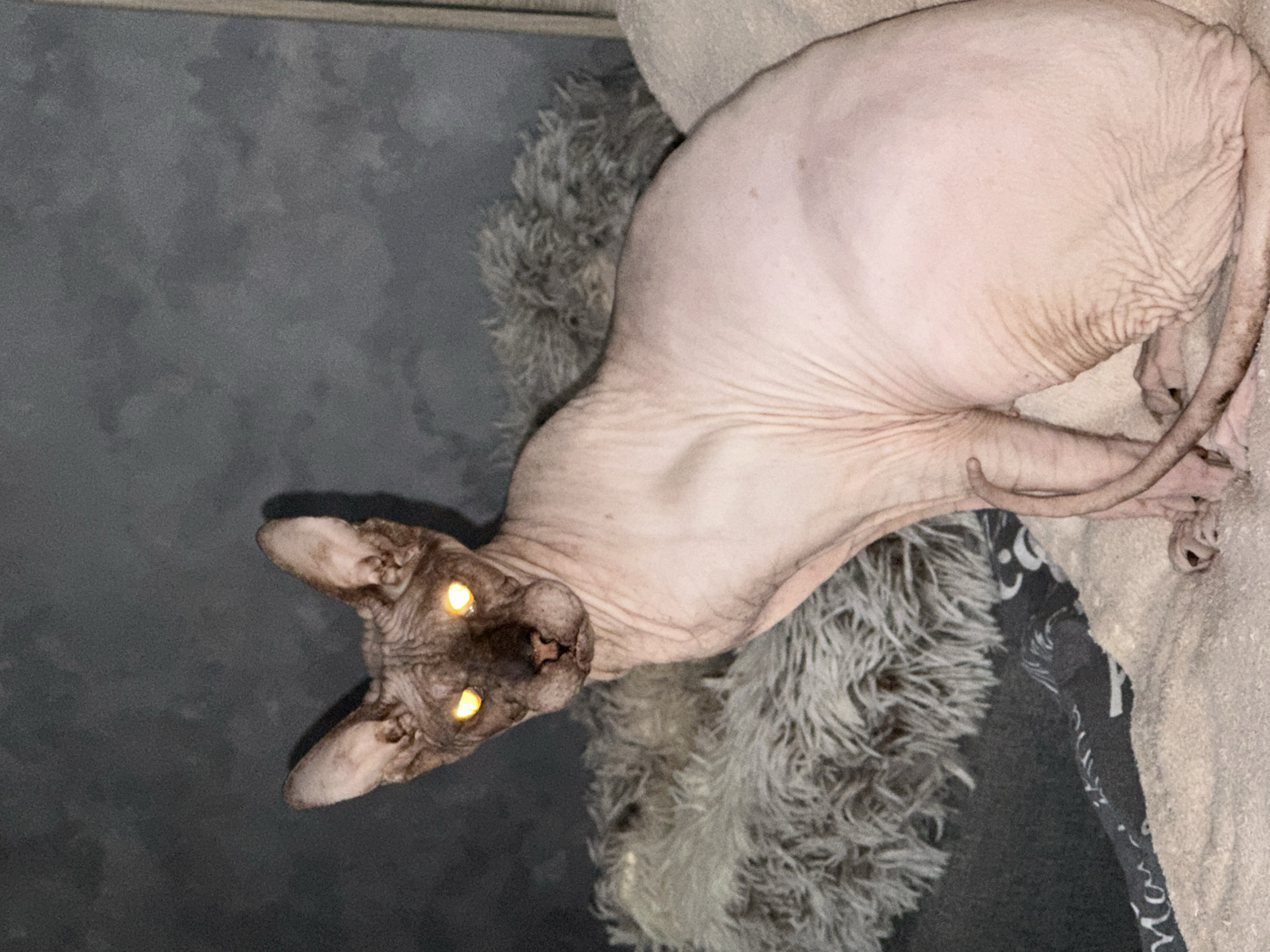 A hairless cat lies on a grey fluffy rug and a light-colored blanket on a grey surface. The cat's eyes are glowing with a yellowish tint. The cat is oriented in a direction from the bottom left corner towards the top right corner. The setting is indoors. There is no indication that the picture was taken in Ludorvay, Russia. No people are visible.