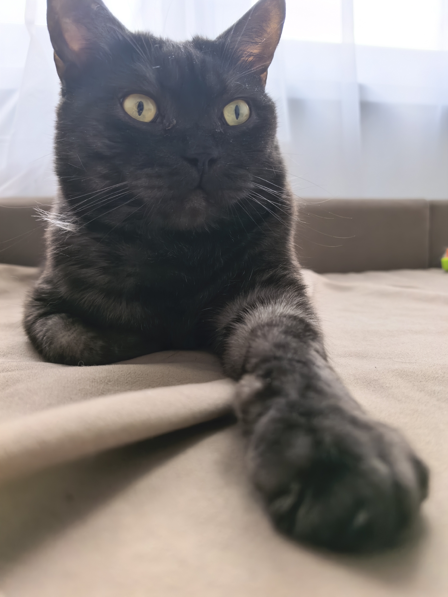 A dark grey tabby cat with yellow eyes is lying on a brown surface. The cat is looking at the camera with its left paw extended toward the viewer. A window with white curtains is visible in the background. The exact location in Yekaterinburg, Russia, cannot be determined from the image.