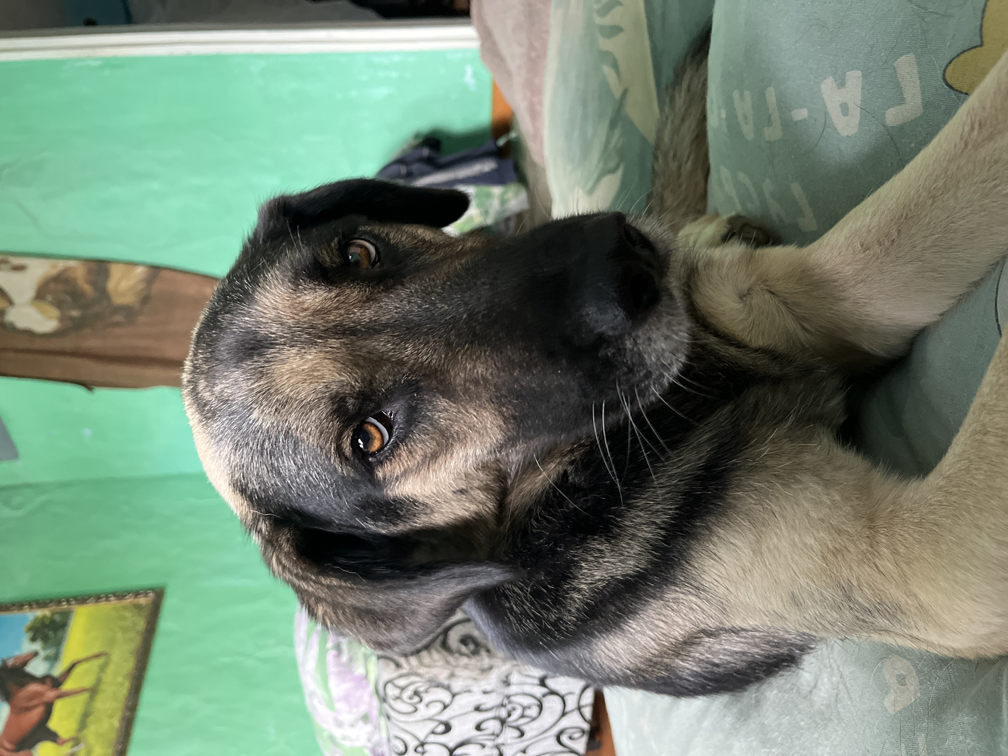 A medium shot captures a German Shepherd dog resting on a teal pillow with a repetitive white pattern. The dog is positioned facing the camera with its head slightly tilted to the right. Its fur exhibits a mix of black, brown, and tan markings, with the tan fur visible on its chest and paws. The dog's amber eyes are prominent, and its ears are floppy. In the background, a bright green wall is visible, with a framed painting of a horse in a field hanging on the left side. To the right, a portion of a doorframe and a brown, textured surface are present. The overall lighting is soft, suggesting an indoor setting, possibly a home in Nizhny Tagil, Russia.