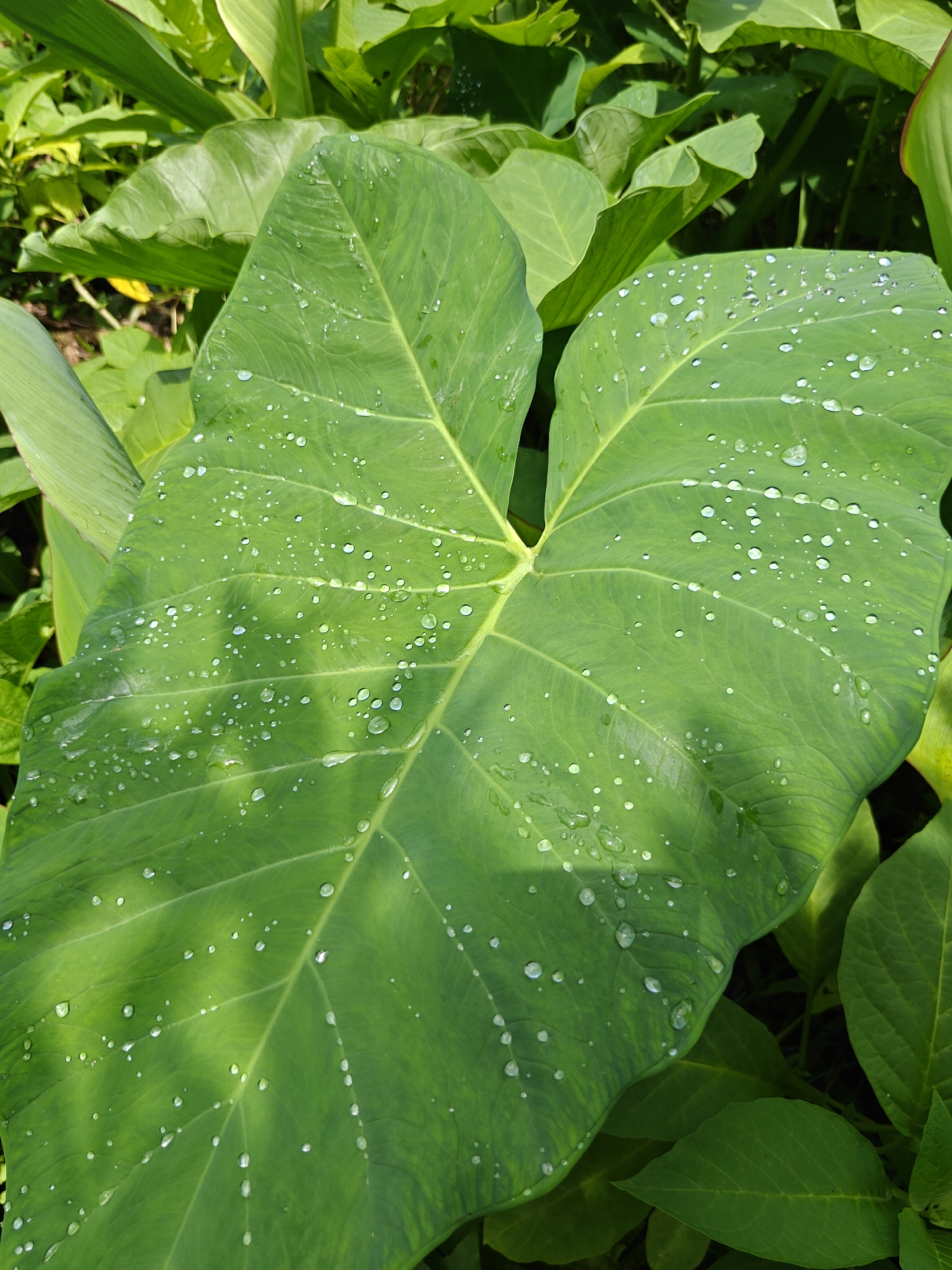 A close-up, eye-level shot shows a large, green taro leaf covered in numerous small water droplets. The leaf has prominent veins and is angled slightly upwards. Other taro leaves and foliage are visible in the blurred background, suggesting an outdoor setting with abundant plant life. The lighting indicates it is daytime, with shadows cast across the leaf, possibly from sunlight filtering through other plants. The scene is devoid of human presence. It is impossible to determine the specific location within Pokhara, Nepal, from the visual information provided.