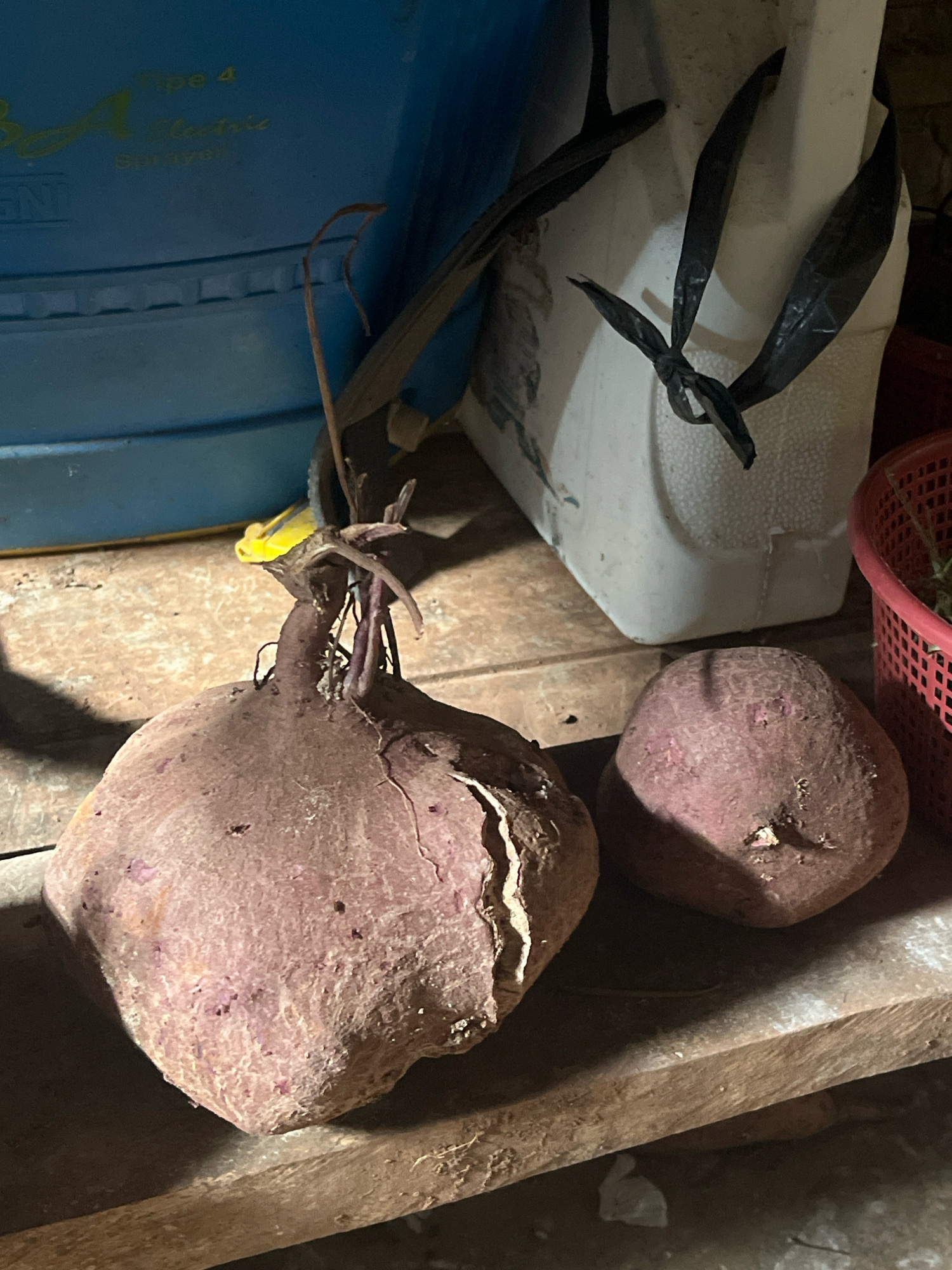 The image depicts two large, purple-skinned sweet potatoes resting on a wooden surface. The sweet potato on the left is significantly larger and more irregularly shaped, with some of its roots and a yellow sprout visible at the top. The sweet potato on the right is smaller and more rounded. In the background, a blue plastic container, possibly a sprayer tank, is visible. Next to it is a white container with black plastic straps tied around it. A red plastic basket with some green material is also present to the right. The scene appears to be outdoors or in a storage area, given the rustic wooden surface and the presence of gardening equipment. The lighting suggests it is either early morning, late afternoon, or an indoor setting with artificial light. There are no people or animals in the image. The location in Sidomulyo, Indonesia, implies a likely agricultural or domestic setting where sweet potatoes are grown or stored.