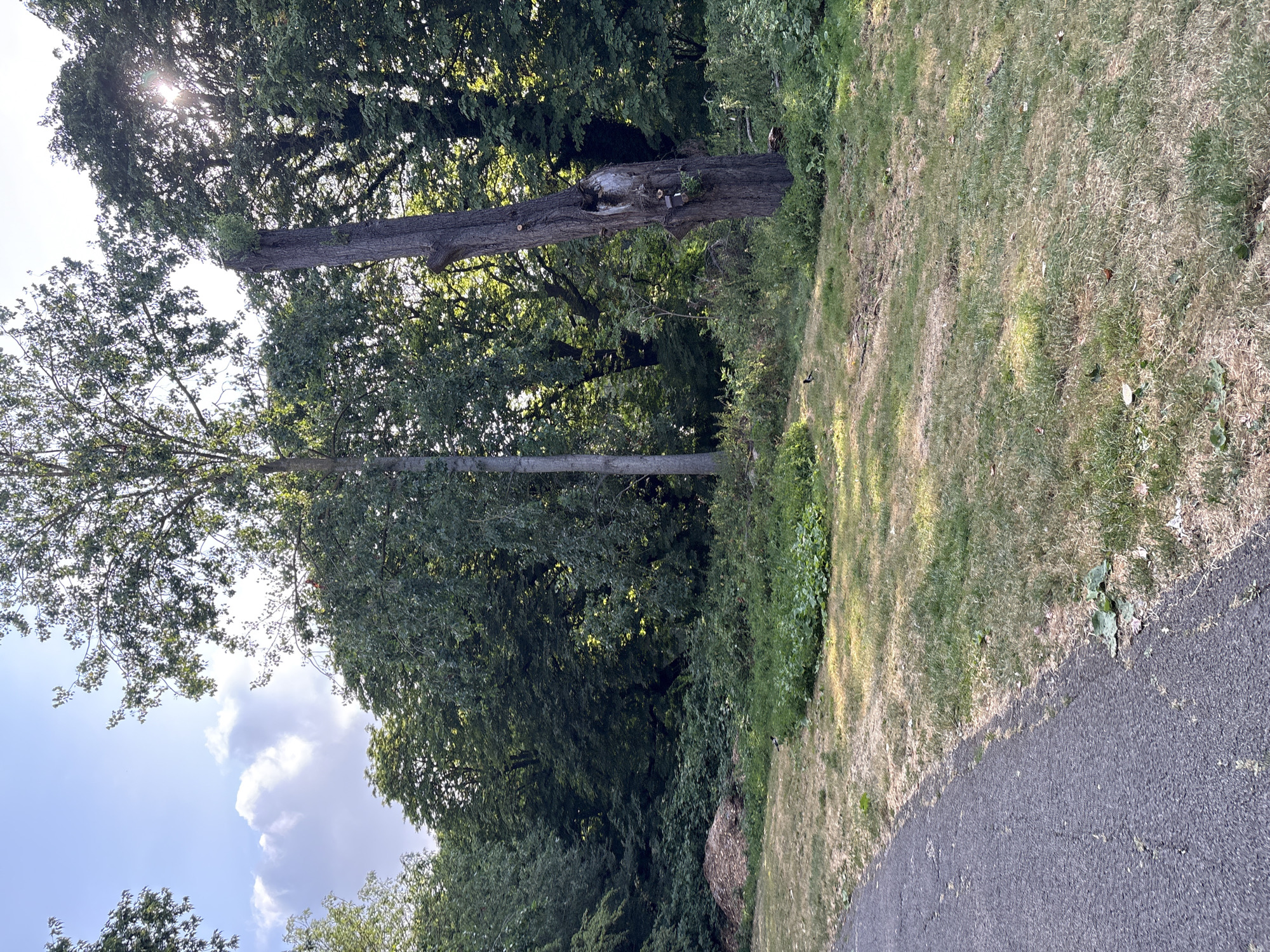 A wide, upward-angle shot captures a park scene in Chelmsford, United Kingdom, on a sunny day. The foreground features a paved, dark grey pathway curving from the lower left corner into the scene. Adjacent to the pathway is a patch of dry, yellowed grass interspersed with some greener tufts.
The midground is dominated by a large, tall tree trunk that has been cut, leaving a jagged top. This stump has a hollowed-out section on one side, and small, fresh green leaves have sprouted from the top. The ground around the stump is covered in a mixture of dry grass and dense, green undergrowth. To the left of the stump, a pile of wood chips or mulch is visible against a backdrop of lush green trees and bushes.
The background is densely populated with mature, leafy trees, forming a wall of green foliage. Sunlight streams through the leaves in places, creating dappled lighting and lens flares. The sky above is a bright blue with scattered white, fluffy clouds. A single, slender tree trunk is visible behind the cut stump, also with green leaves. The overall impression is a naturalistic park setting during daylight hours.