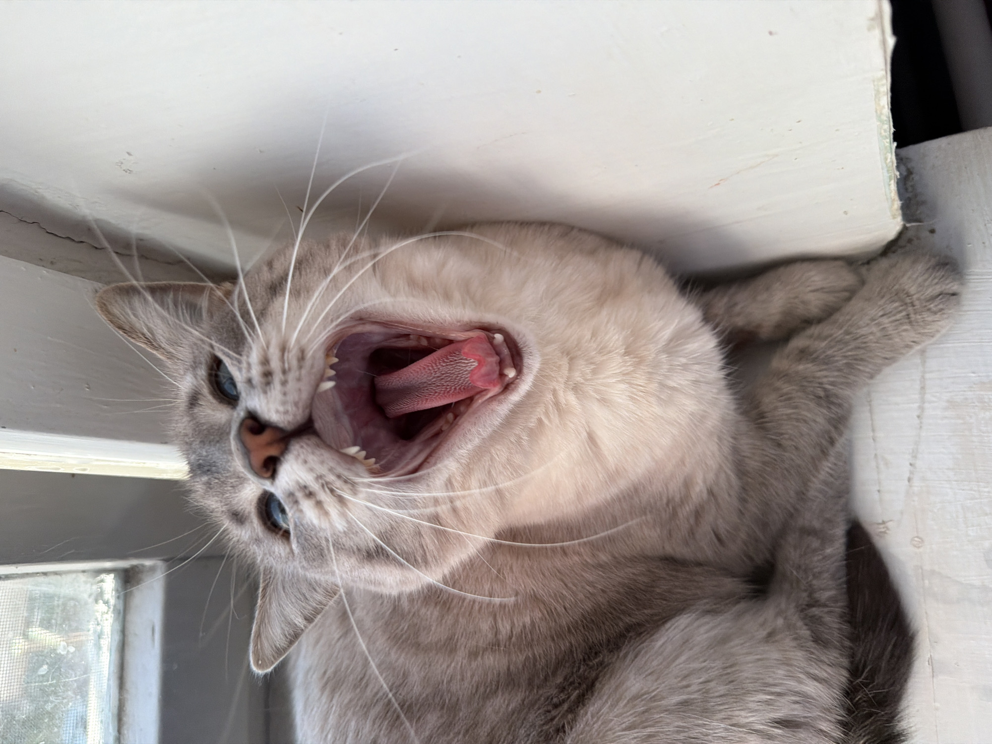 In the city of Sady I Dachi, Russia, a close-up shot captures a domestic cat yawning with its mouth wide open, revealing its pink tongue and sharp teeth. The cat, with light grey and cream-colored fur, is positioned near a white wall, with part of a window visible in the upper left corner of the frame. The lighting suggests an indoor environment, possibly illuminated by natural light. The cat's eyes are blue and open, and its whiskers are prominent. The background is simple, with a textured white wall and a pale surface beneath the cat.