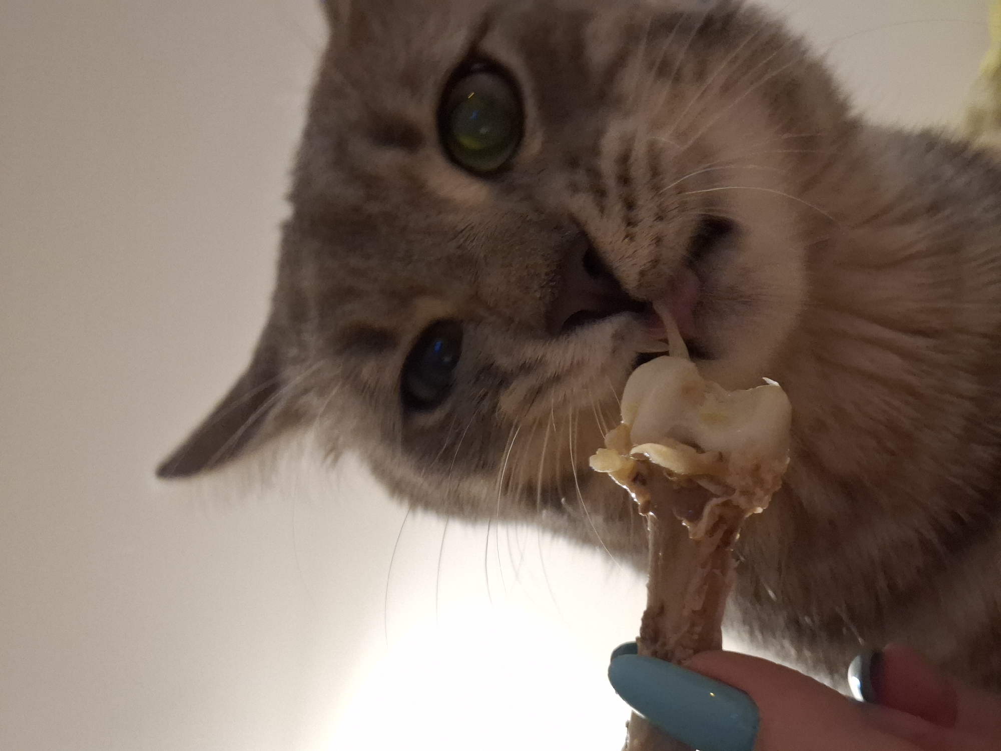 A close-up, low-angle shot captures a grey tabby cat with green eyes intensely focused on a piece of chicken bone being held by a human hand. The cat's tongue is visible as it licks the bone. The background is a plain, light-colored wall, suggesting an indoor setting. The image does not provide any information about the location in Zemun Urban Municipality, Serbia.