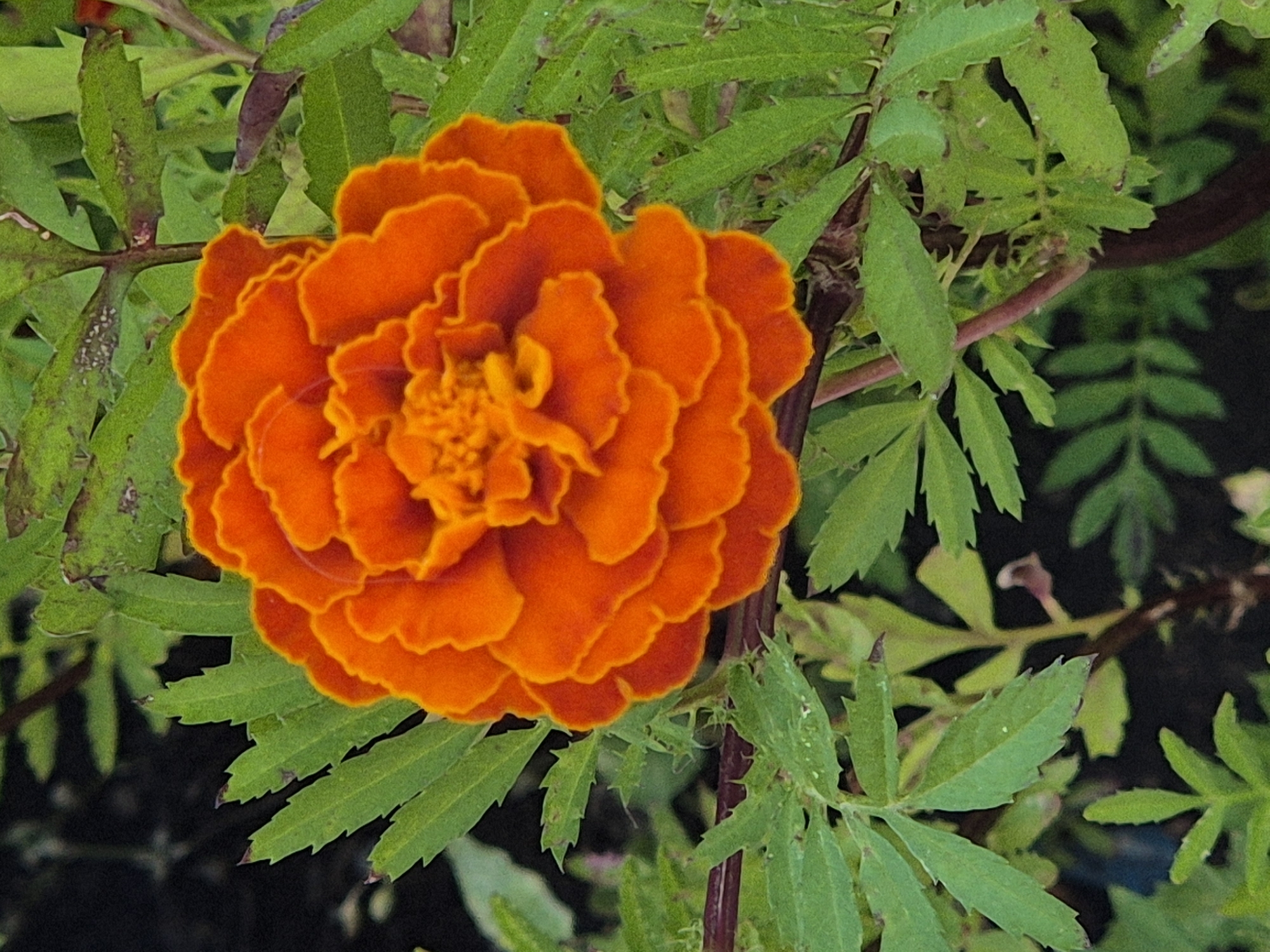 A close-up, vertical, eye-level shot showcases a vibrant orange marigold flower in full bloom, its ruffled petals densely packed. The flower is positioned slightly off-center to the left, with its foliage creating a lush green backdrop. The leaves are deeply lobed and serrated, with some showing signs of browning at the edges. Dark, reddish-brown stems are visible, weaving through the leaves. The background is a blur of dark green foliage and darker, out-of-focus areas, suggesting a natural outdoor setting such as a garden or park. There are no people or human-made objects clearly visible in the frame. The image is sharpest on the marigold, with a shallow depth of field that blurs the surroundings. The lighting appears to be natural daylight, creating soft shadows and highlighting the texture of the petals. The location within the city of Kokshetau, Kazakhstan, is not discernible from the image itself, as it lacks any identifying landmarks or context.