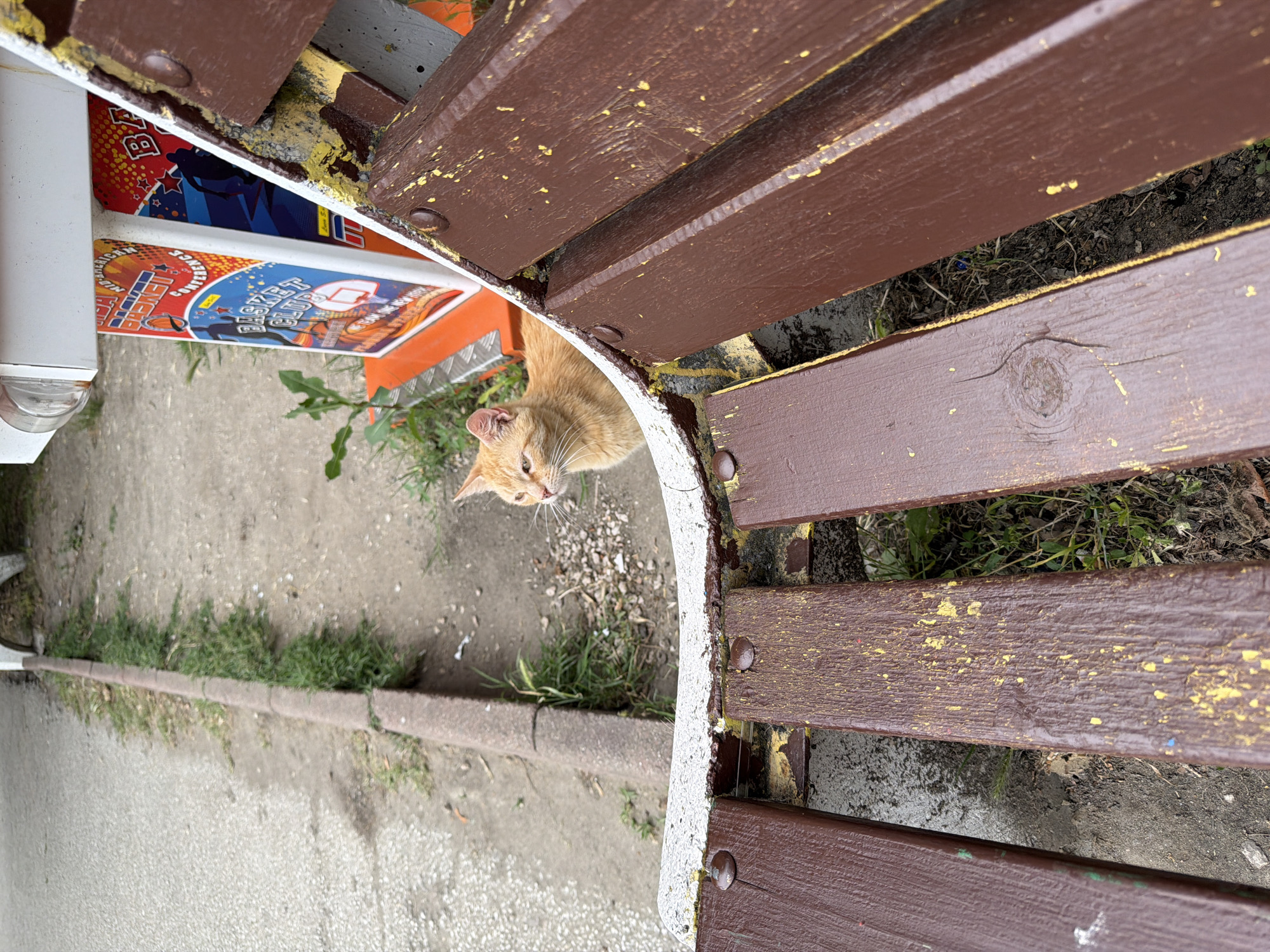 An orange cat is looking out from behind a wooden park bench in Pazardzhik, Bulgaria. The bench has brown wooden slats with chipped yellow paint, and a white painted curved edge. Behind the bench, a cobblestone path runs alongside a grassy area. To the right of the cat, part of a colorful arcade machine with basketball graphics is visible. The scene appears to be outdoors, possibly in a park or public area.