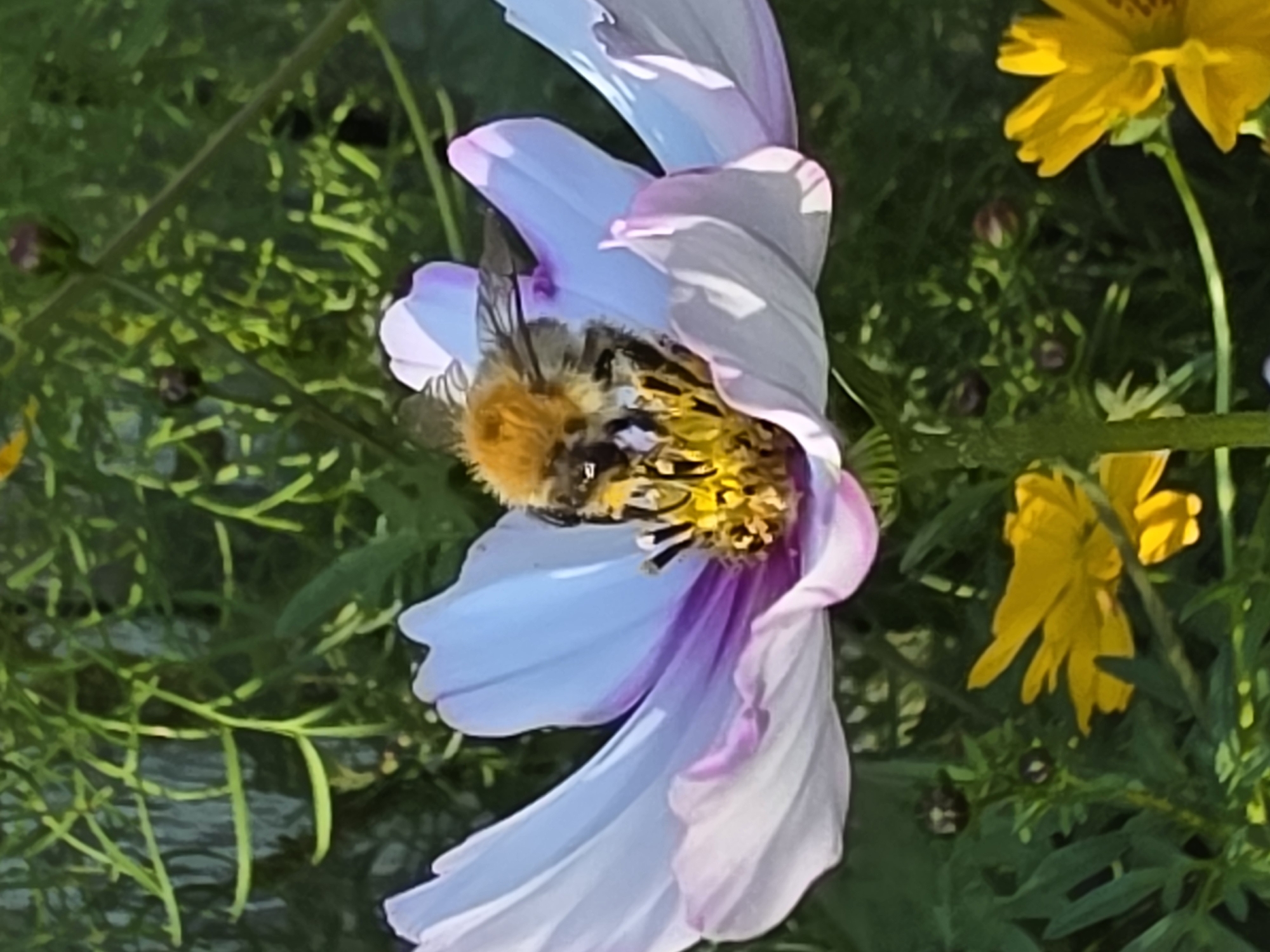 A bumblebee is collecting nectar from a light purple and white cosmos flower. The flower's petals are elongated and delicate, with a touch of pink at the edges. The bumblebee is fuzzy and yellow with black stripes, and its head is buried deep within the flower's center, surrounded by bright yellow stamens. In the background, out-of-focus green foliage and a few yellow flowers are visible. This image was taken in the city of Rezhitsy, Russia.