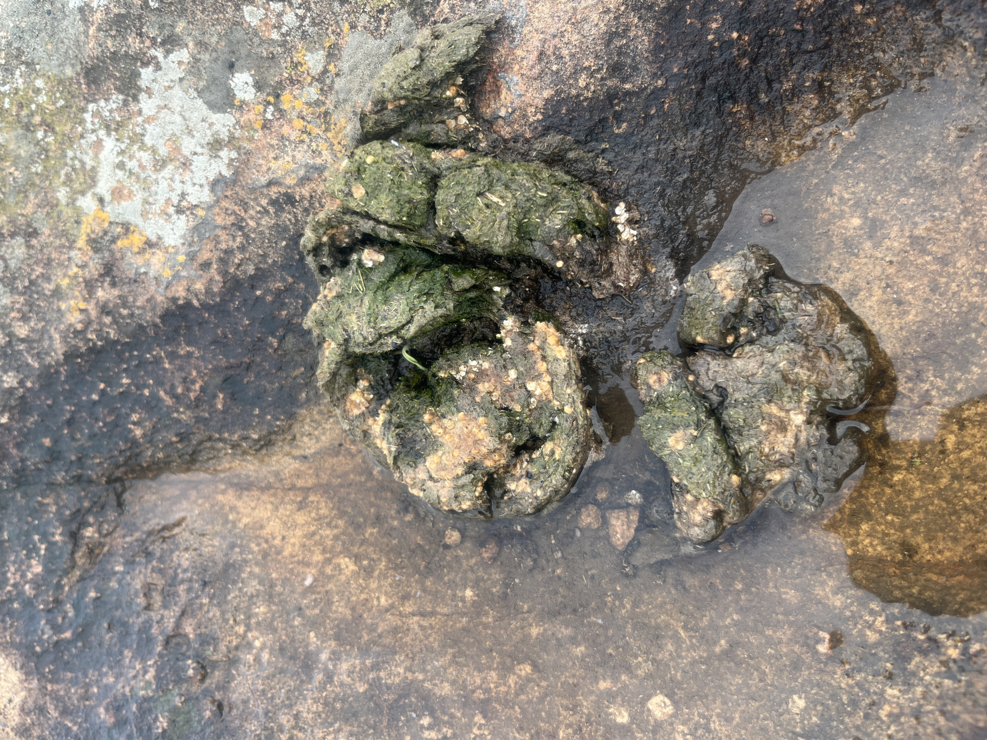 The image depicts a close-up, overhead view of a clump of green, fibrous material resting on a wet, rocky surface. The material appears organic and somewhat decomposed, with visible strands and some lighter-colored particles embedded within it. It is situated in a shallow pool of murky water that reflects the surrounding rocks. The rocks themselves are rough and textured, with patches of moss and lichen. The overall environment suggests a natural setting, possibly a tidal pool or a damp, rocky area. The specific location in Gura Top, Nigeria, is not visually apparent from the image itself, and the provided context does not offer further information to place it within that city. There are no people or explicit actions depicted.