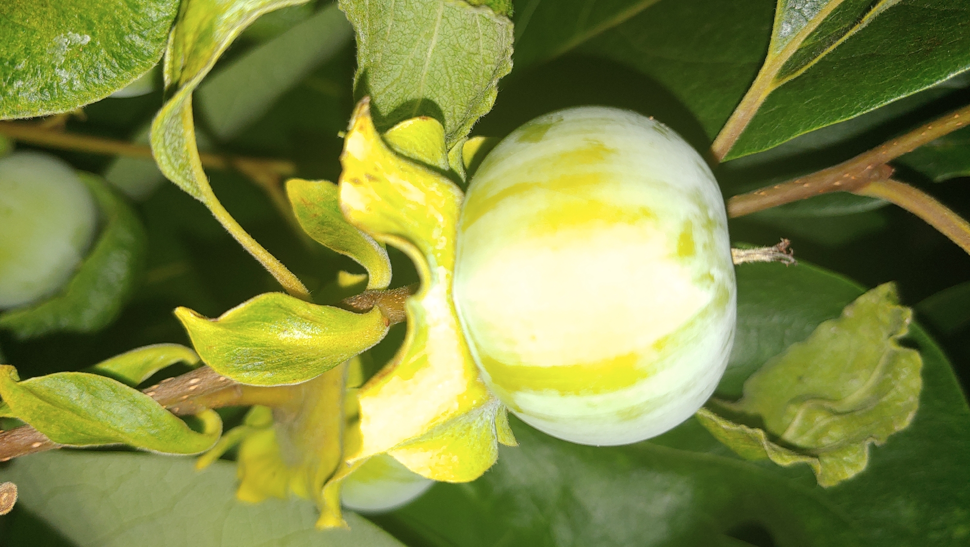 A close-up, vertical shot captures a young, round persimmon fruit hanging from a branch. The fruit is predominantly pale green with distinct yellow-green vertical stripes, and it appears to be smooth-skinned. Surrounding the fruit are lush, green leaves and some unopened sepals or buds, with a brown stem visible. The lighting suggests it is daytime, highlighting the fruit's striations and the texture of the surrounding foliage. The image does not contain any people or indicate a specific location within Mukachevo, Ukraine, beyond being a natural outdoor setting.