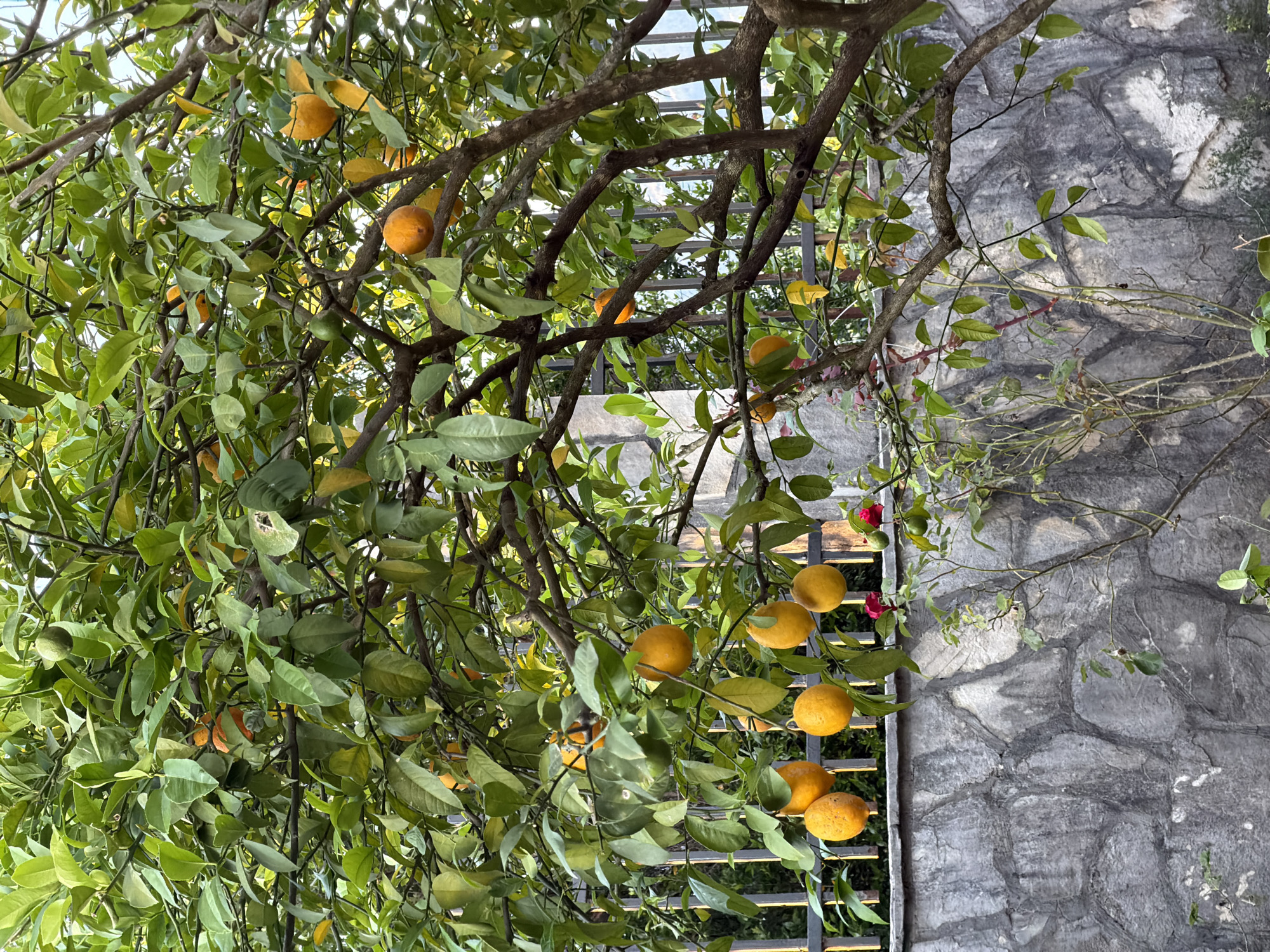 In Gošići, Montenegro, an outdoor scene features an orange tree laden with ripe fruit. The tree's branches, covered with green leaves and bearing numerous oranges, are positioned in front of a metal fence and a stone wall. The wall is constructed from irregular, gray stones, adding texture to the background. A few red flowers are visible near the fence and wall.