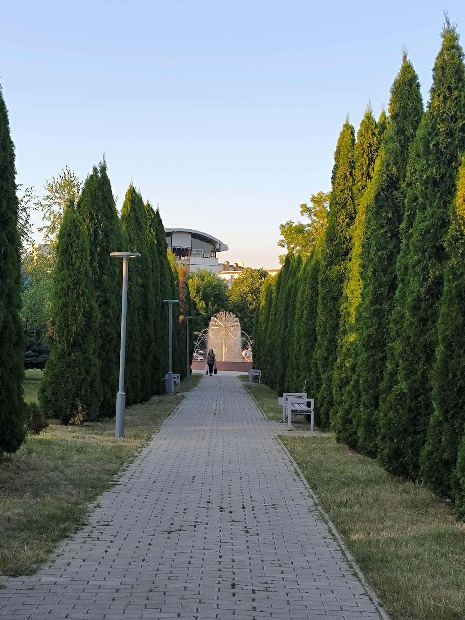 The image depicts a paved pathway lined with tall, conical evergreen trees on both sides, leading towards a fountain in the distance. The pathway is constructed of grey paving stones, and the grass on the sides appears dry in places. Several streetlights are visible along the pathway. In the mid-ground, a person is walking away from the camera on the pathway, and further ahead, a bench is placed near the trees on the right side. In the background, a modern building with a curved roof is visible, along with other trees and structures. The sky is clear and light blue. The scene suggests a park or public garden setting. The distinctive fountain and modern architecture visible in the background are characteristic of the area around the National Opera and Ballet Theatre Maria Bieșu in Chișinău, Moldova. The trees lining the pathway are likely thuja or cypress trees, commonly found in landscaping. The overall lighting suggests it is either early morning or late afternoon.
