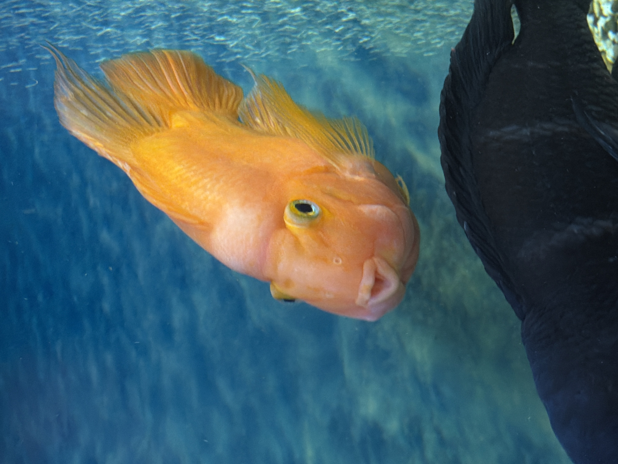 An orange Blood Parrot Cichlid is prominently featured in the central and upper-mid portion of an underwater scene, likely an aquarium, located in Podolsk, Russia. The fish is oriented slightly towards the viewer and angled upwards, displaying its bright orange body, which fades to a lighter peach hue around its face. Its eyes are round with a distinct yellow iris and black pupil. The mouth is small, beak-like, and permanently open in an 'o' shape. Its fins are well-developed and match the orange coloration of its body.
Partially visible in the lower foreground is the dorsal section of a dark black fish, its scales showing subtle texture, swimming towards the right. The background consists of clear, blue-green water with an out-of-focus, slightly textured surface. A vertical column of small, effervescent bubbles ascends along the right edge of the frame.