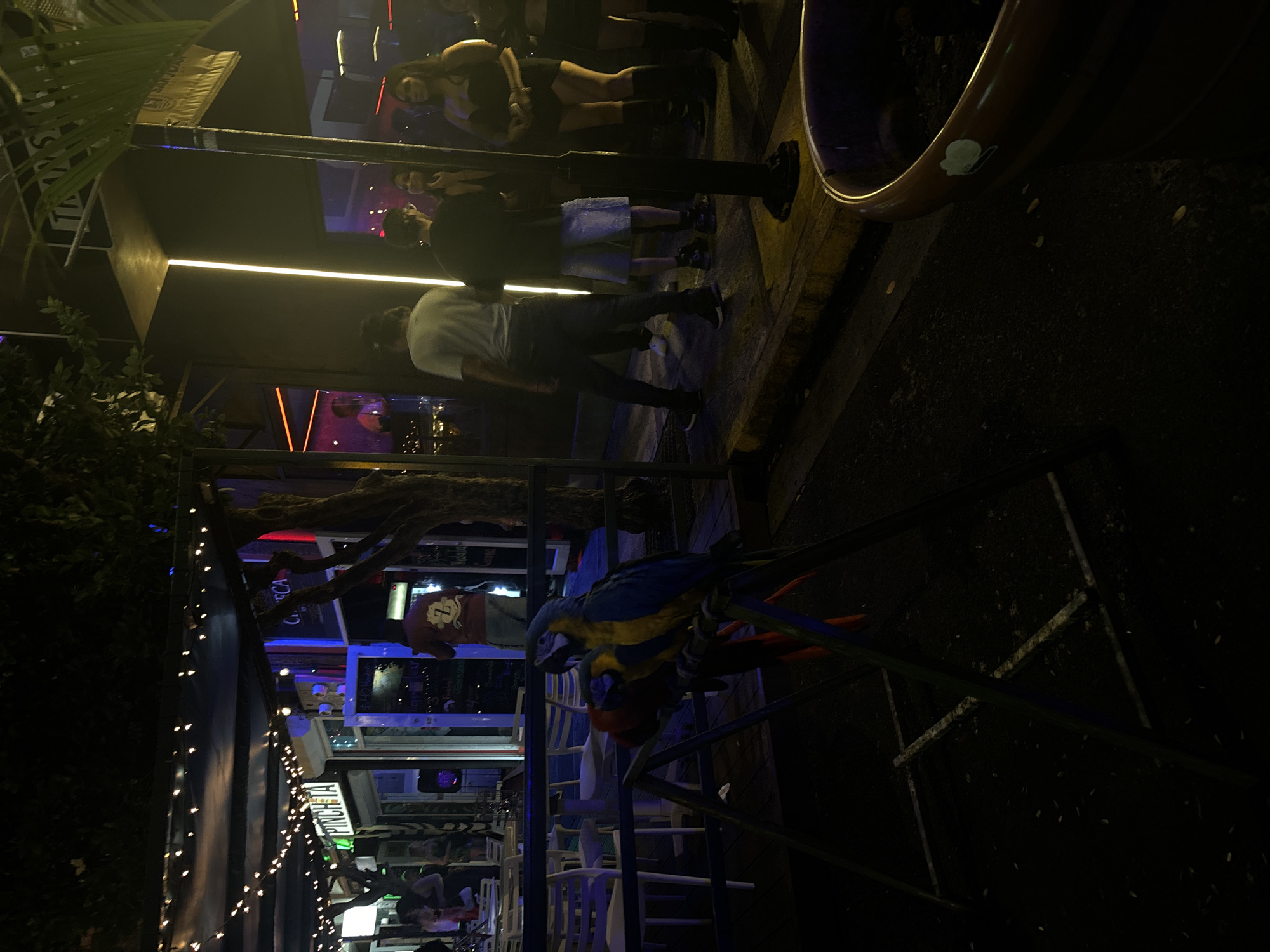 This is a night-time street scene in San Juan, Puerto Rico, a territory of the United States. Two macaws, one predominantly blue and yellow and the other red, are perched on a metal stand in the foreground. Behind them, a dark railing separates them from a sidewalk and the entrance to several businesses. People are visible in the background, some standing on the sidewalk and others inside establishments. One business has a sign that reads "PINCHETA." The environment is illuminated by string lights overhead and neon lighting from the businesses, creating a vibrant and possibly festive atmosphere. The ground appears to be asphalt or concrete, with some debris scattered on it. A large, reddish-brown planter is visible in the lower right corner of the image.