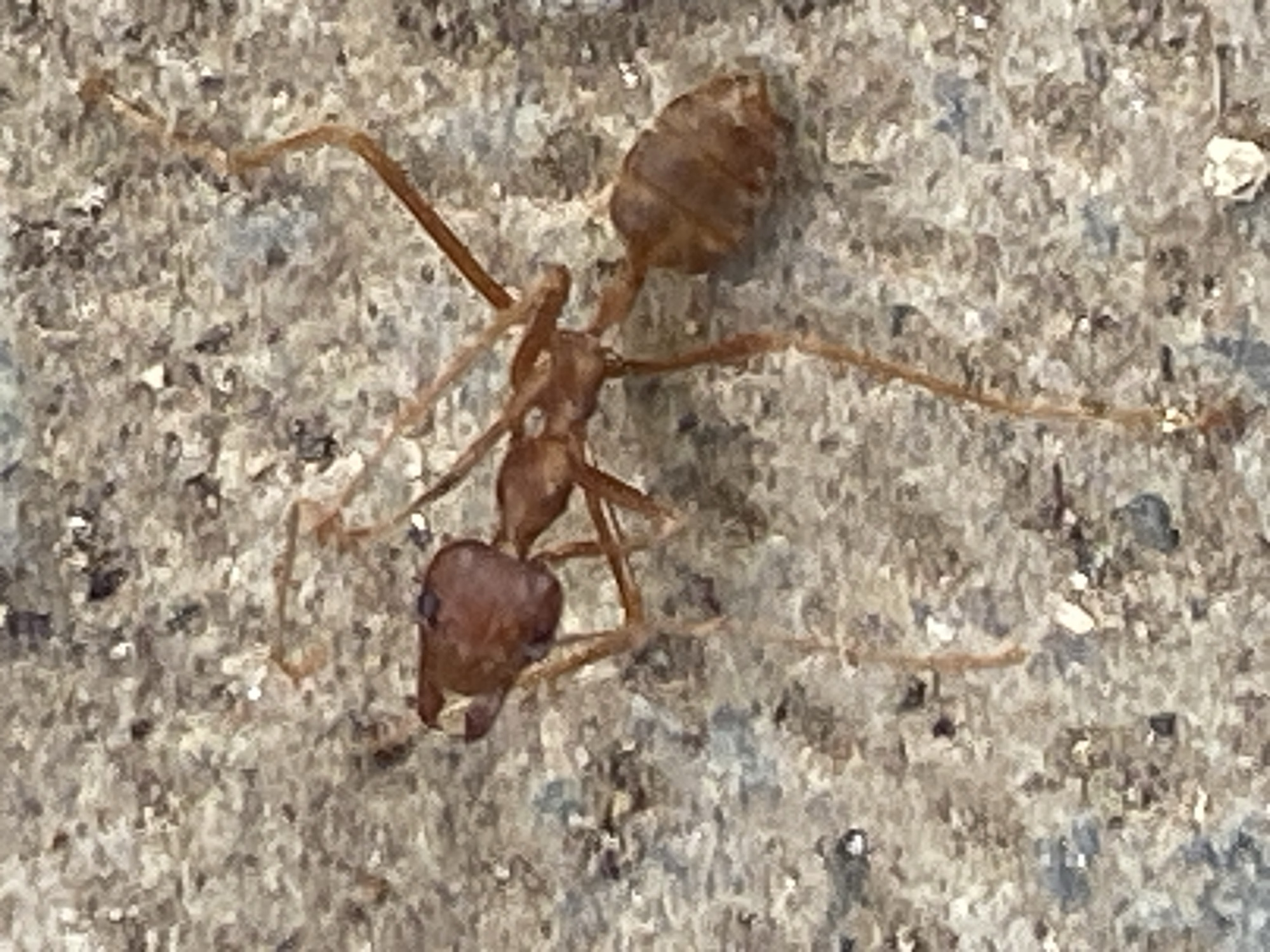 A close-up, overhead shot captures a reddish-brown ant against a textured, light grey and brown surface, possibly concrete or rock. The ant, positioned slightly off-center, appears to be either stationary or moving slowly across the rough terrain. Its body is clearly segmented into a distinct head, a narrow thorax, and a larger, somewhat elongated gaster (abdomen).
The ant's head, which is broader than its thorax, is directed towards the bottom left of the frame, showcasing its prominent mandibles and eyes. Its six legs are splayed out, with several visible extending across the textured surface. The antennae are also visible, curving forward from the head. The surface itself is uneven, with various small specks and variations in tone, providing a natural, camouflaged background for the insect.
There is no specific activity evident beyond the ant resting or moving on the surface. The lighting is natural and even, suggesting it was taken during the day, but specific time or weather conditions are not discernible. There is no visible text in the image. The scene is set in Barden Yana, Nigeria.