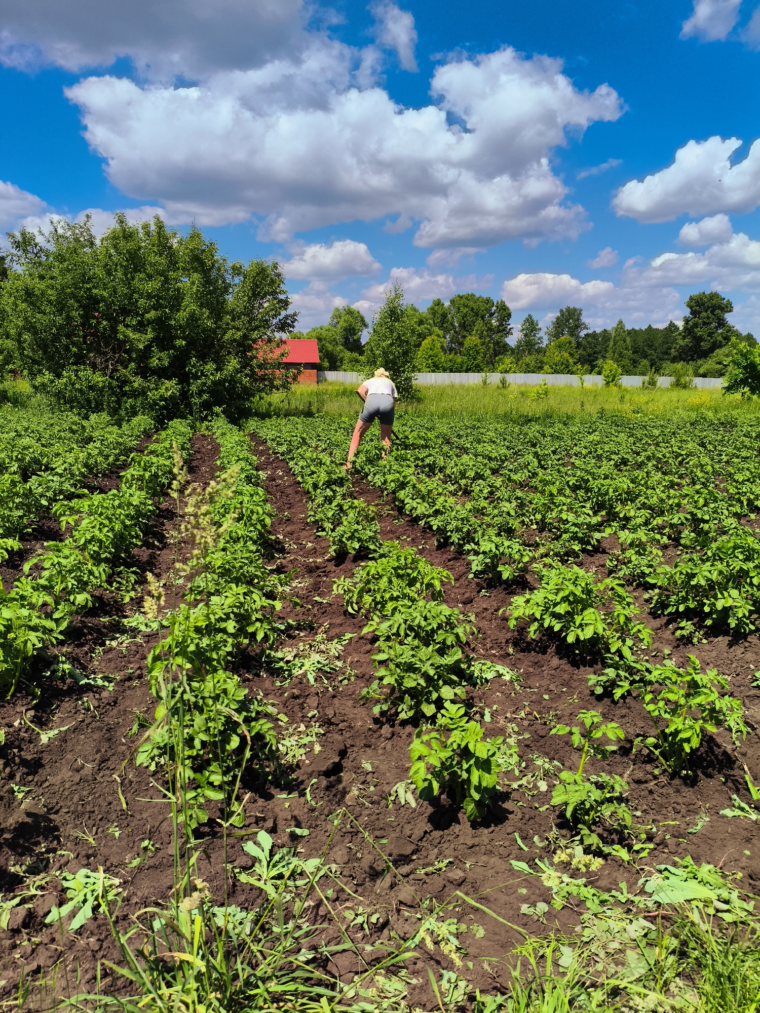 In a rural setting in the village of Ilmino, Russia, under a bright blue sky with scattered white clouds, a person wearing a light-colored hat and shorts is tending to a field of green plants. The field is divided into rows of plants that appear to be crops, likely potato plants, with dark, rich soil between them. In the background, a red-roofed building is visible, surrounded by lush green trees and a metal fence. The overall scene depicts agricultural activity in a natural, open environment.
