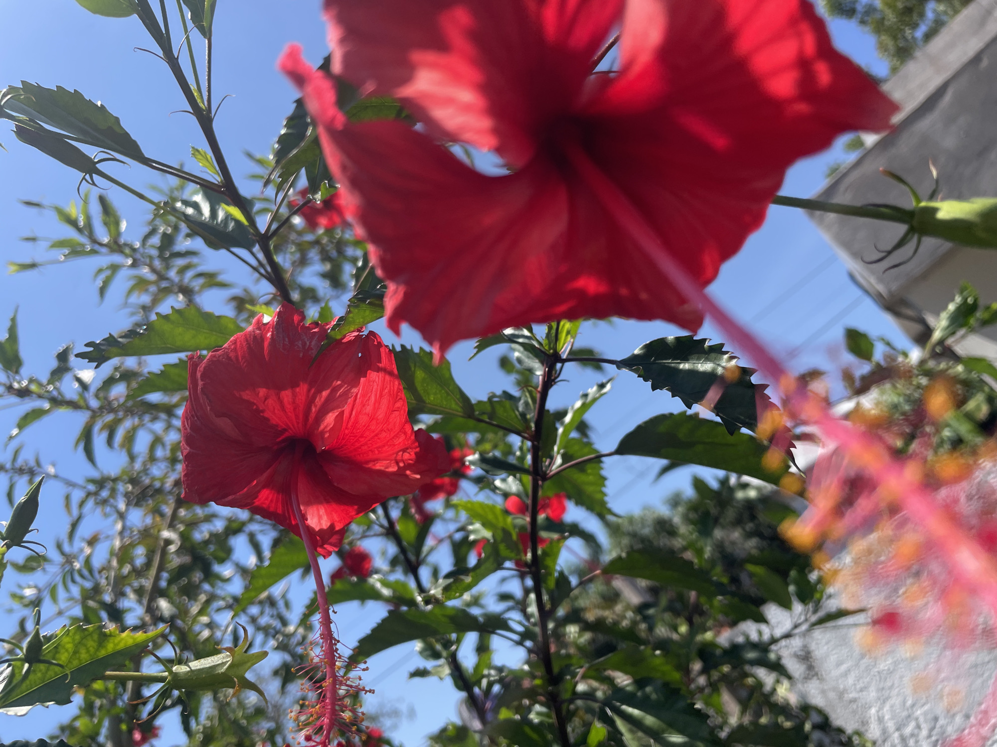 An extreme close-up, low-angle shot captures two vibrant red hibiscus flowers in bloom against a bright blue sky. The foreground is dominated by a large, softly focused red hibiscus on the right, its petals curving inward. To the left and slightly further back, another red hibiscus is sharper, revealing its delicate stamens with pollen. Green leaves and branches of the hibiscus plant are visible throughout the frame, some in sharp focus, others blurred. The scene suggests an outdoor setting, possibly a garden in Kuta Selatan, Indonesia, given the sunny weather and tropical flora. In the background, a blurred gray structure with a triangular roof is partially visible, hinting at a building within the vicinity. The overall impression is one of lush natural beauty under a clear, sunny sky.
