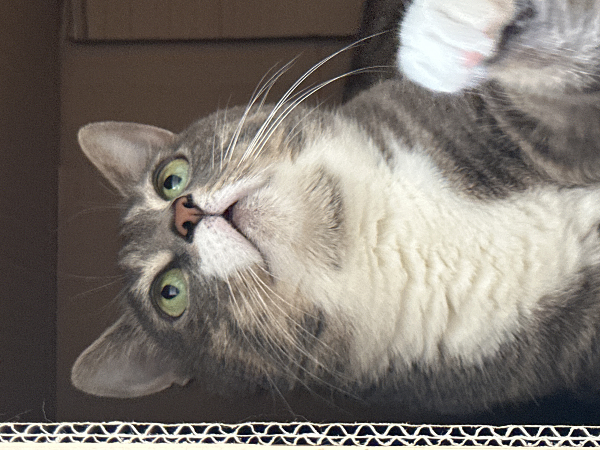 A close-up, medium shot captures a gray and white tabby cat peeking out of a cardboard box. The cat's head and upper chest are visible, with its bright green eyes looking upwards. Its mouth is slightly open, revealing a hint of its tongue, and its whiskers are prominent against its face. A white paw with pink toe beans extends into the lower right portion of the frame. The background is dark, with the textured corrugated edge of the box visible along the left side.