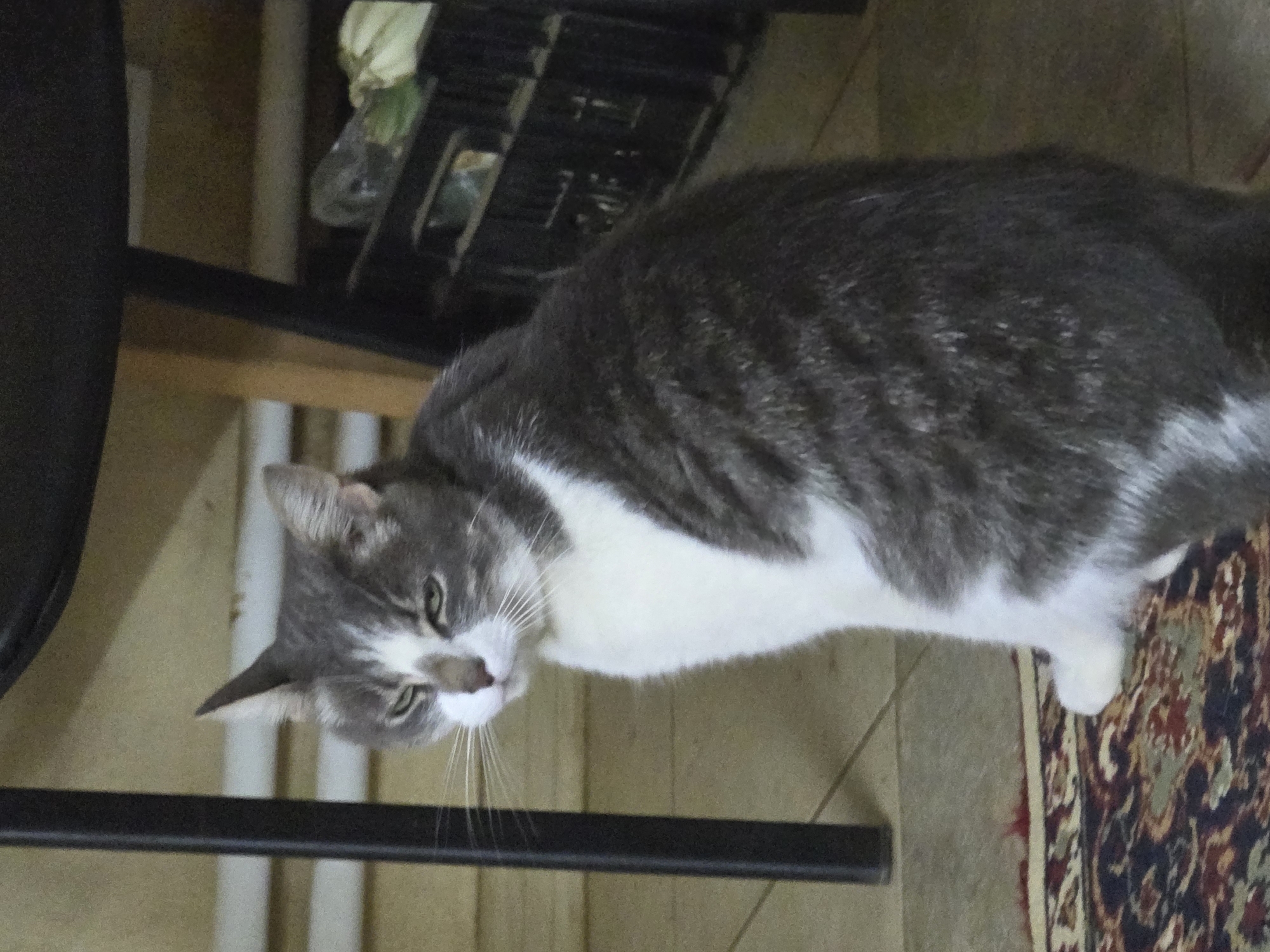 A medium shot captures a gray and white cat sitting indoors, facing left with its head turned slightly towards the camera. The cat has green eyes and white whiskers. It is positioned on a rug with a patterned design in shades of red, blue, and green. Behind the cat, to the left, is a black metal table leg. Further back, on the right, is a black plastic crate filled with various objects, including plastic bags and possibly some vegetables. The floor appears to be tiled or linoleum. The lighting in the scene is dim. The cat is the primary subject, and there are no people present. The environment appears to be a domestic setting, possibly a room in a house or apartment. The image does not contain any information that can definitively place it in the city of Речицы, Russia.