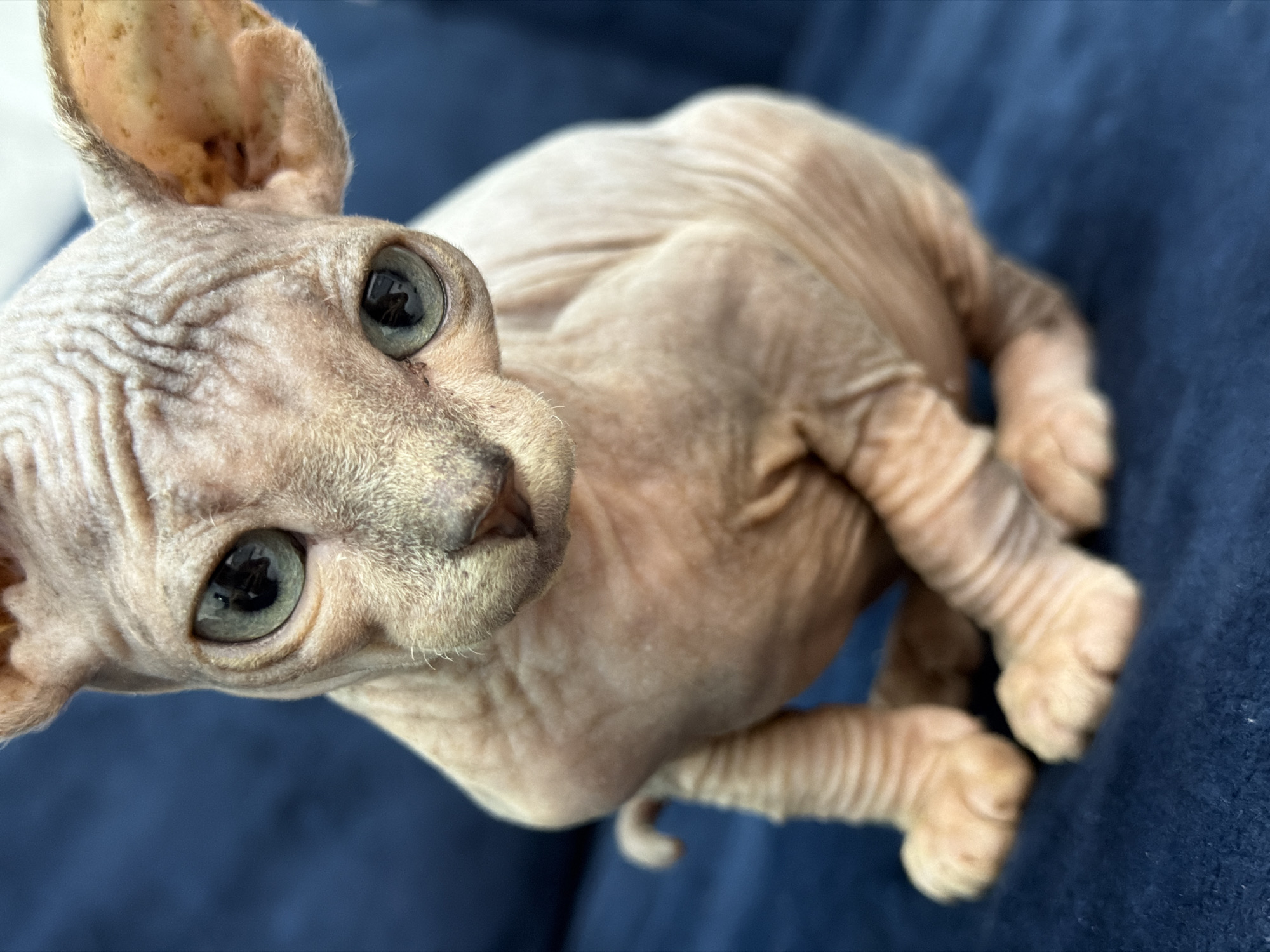 A close-up, eye-level shot features a hairless Sphynx kitten sitting on a dark blue textured surface, possibly a couch or blanket. The kitten's skin is wrinkled, particularly on its head and body. Its large, round eyes are a pale blue-green and are looking slightly off-camera. The kitten's ears are large and prominent, with a lighter pinkish-orange hue. Its front paws are visible, resting on the surface. The background is a blurred dark blue, providing a stark contrast to the light-colored kitten. There are no visible people or other animals. The image does not provide any information about the city of Elitnyi, Russia.