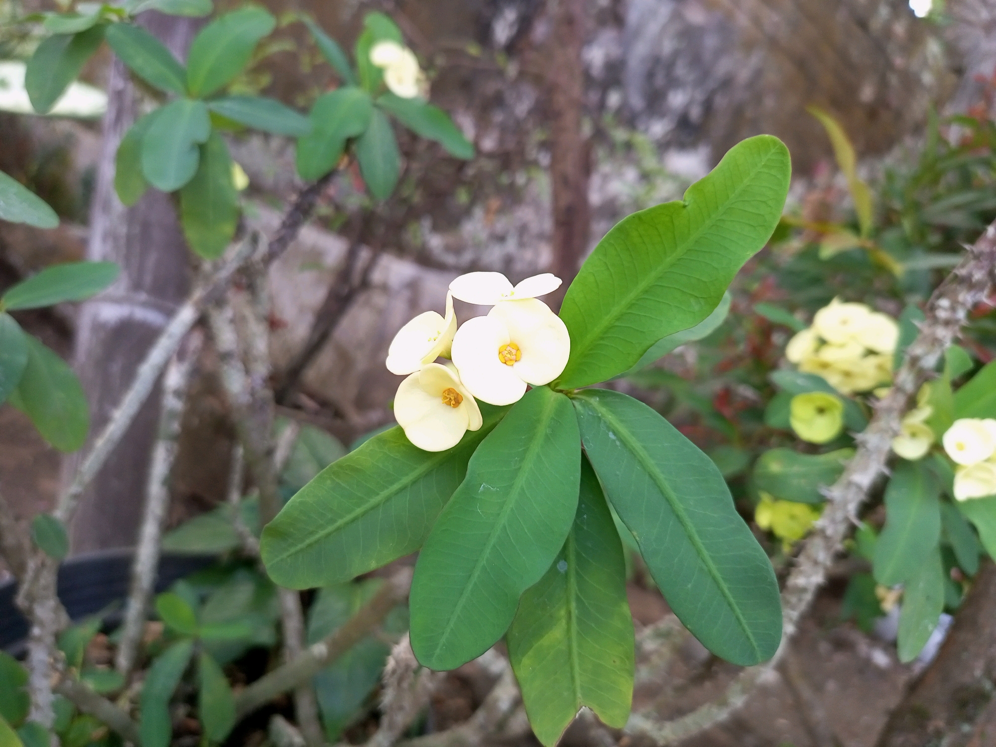 The image shows a close-up view of a flowering plant with green leaves and small white flowers. The plant has thorny stems. In the background, there is a blurred stone wall and other foliage. There are no people or animals visible in the image. The scene appears to be an outdoor environment, possibly a garden. The image does not contain any specific landmarks or indicators to pinpoint a location within Penaruban, Indonesia.