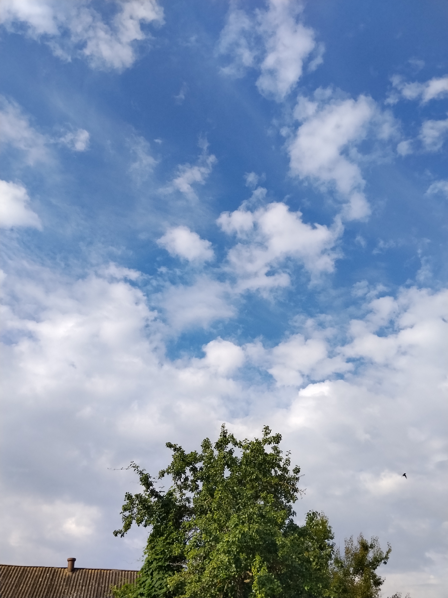 The image depicts a bright, partly cloudy sky over a residential area in Ustyvytsia, Ukraine. The sky is a vibrant blue, interspersed with scattered white cumulus clouds, some of which appear wispy and elongated, suggesting wind at higher altitudes. In the foreground, the top of a weathered, corrugated metal roof is visible on the left side of the frame, with a small, round chimney protruding from it. A lush green tree with dense foliage dominates the center and right portions of the image, its branches reaching upwards. A small, dark bird is in flight against the clouds on the right side of the frame. The overall impression is a serene, outdoor scene.