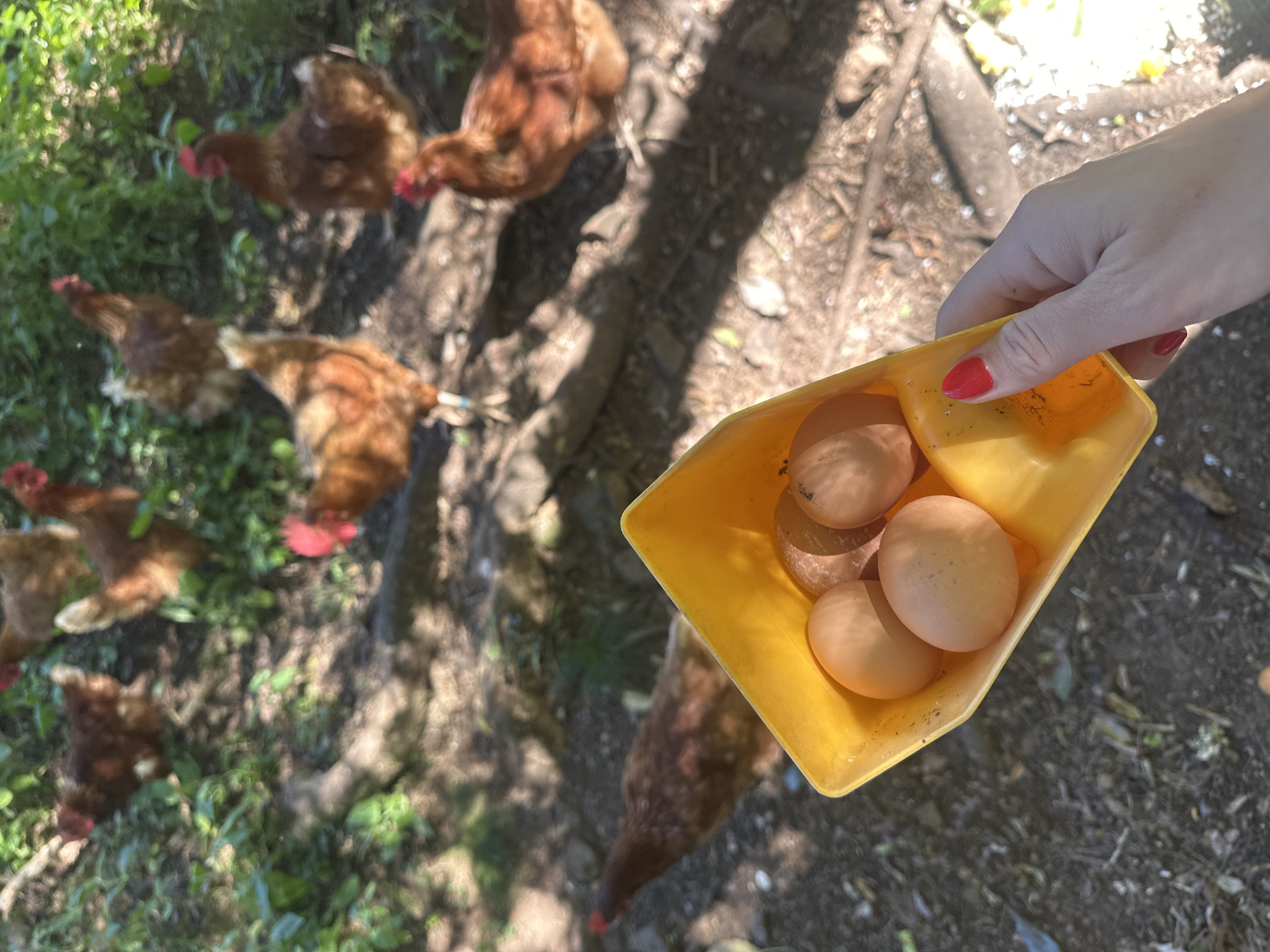 A hand with red-painted fingernails holds a yellow plastic egg carton containing four brown eggs. In the background, several brown chickens are visible on a dirt path amidst foliage. The image appears to have been taken outdoors, likely in a rural setting or a farm. There is no visible indication of the city of Thora, Australia.