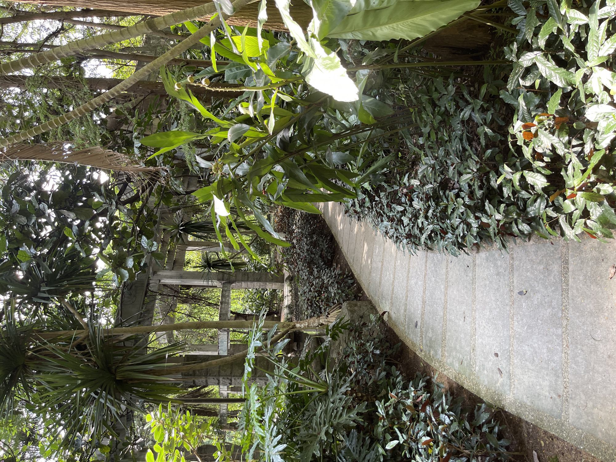 The image depicts a paved pathway winding through a lush, overgrown garden area, likely within the Panyu District of China. The pathway is constructed of large, rectangular concrete slabs separated by gravel. Dense foliage lines both sides of the path, with a variety of plants including large-leafed tropical plants, smaller leafy shrubs, and palm-like trees. In the background, the remnants of a concrete structure, possibly an old building or pergola, are visible amidst the greenery. Sunlight filters through the canopy, creating dappled light and shadows across the scene. There are no people or animals visible in the image. The overall impression is one of a neglected or wild garden, where nature is reclaiming man-made elements.