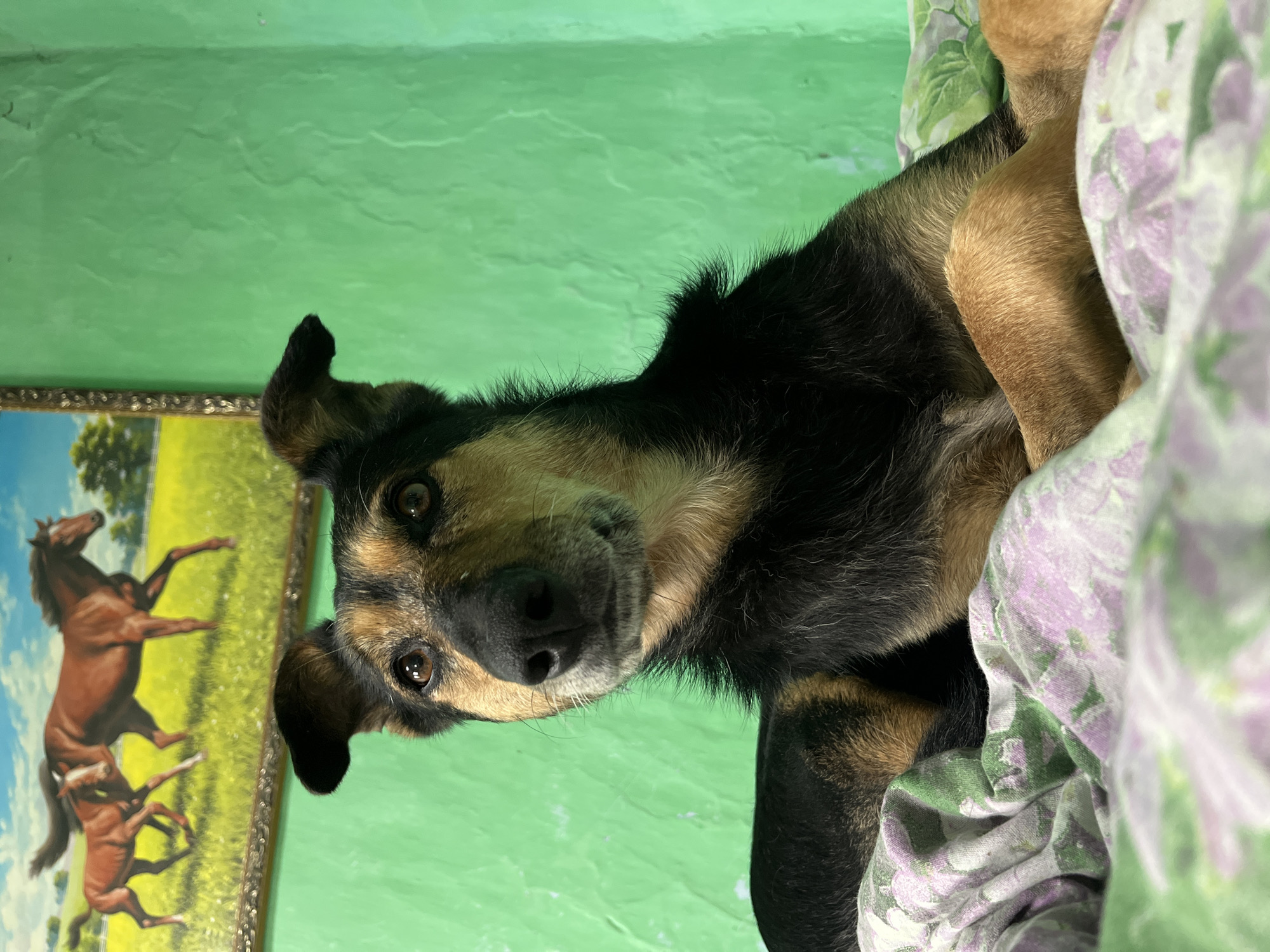 A close-up, rotated shot shows a medium-sized dog with black and tan fur lying on a floral-patterned blanket. The dog's head is turned towards the camera, its brown eyes looking directly at the viewer. Its ears are perked, with one flopped over. The background is a bright, textured green wall. To the left of the dog, a framed painting or print depicts two horses in a field under a blue sky. The painting has a golden frame with decorative elements. The overall setting appears to be indoors, possibly a home, given the bedding and wall decoration. The lighting suggests it is daytime. There is no visible text in the image.