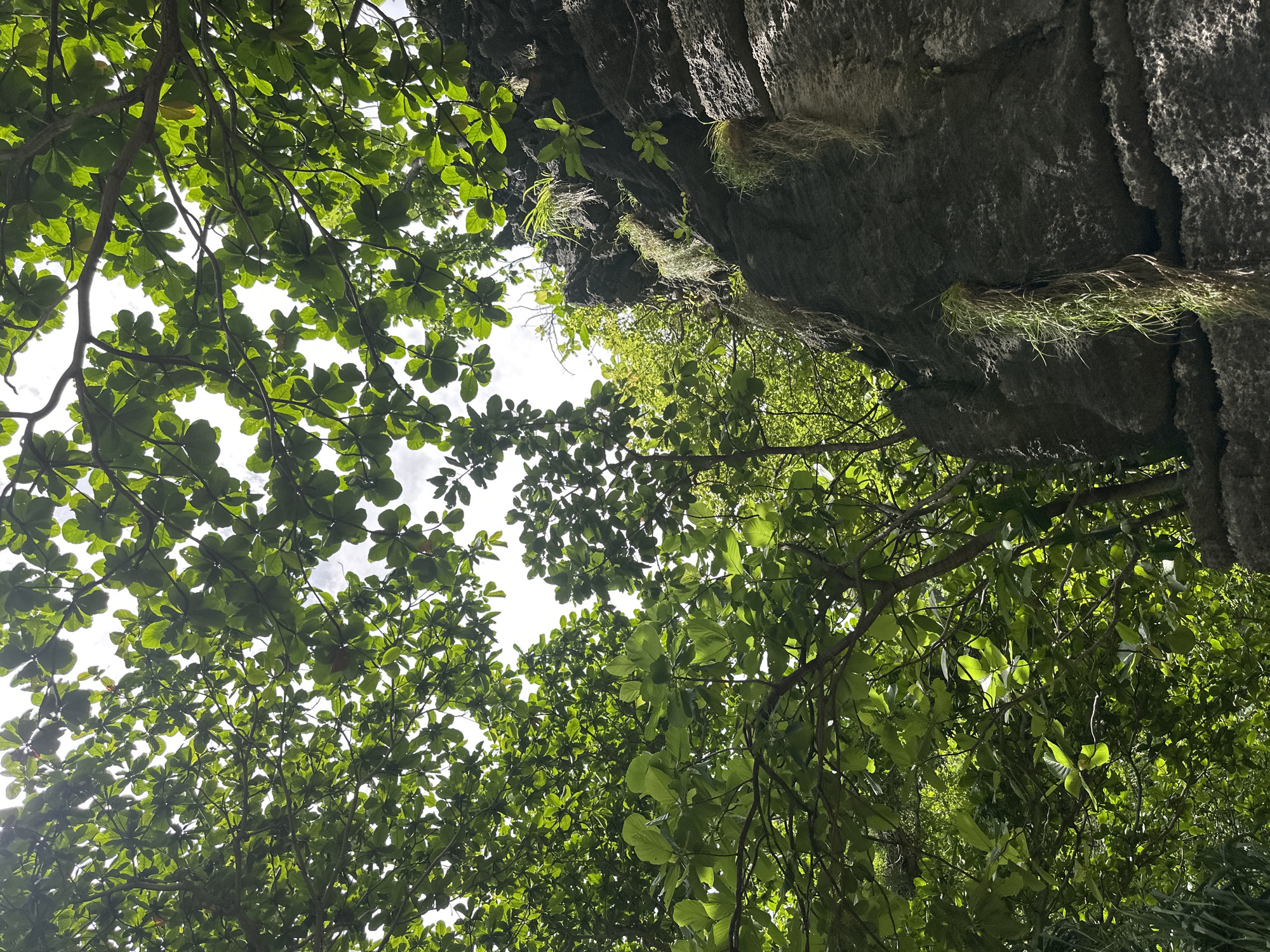 This image, taken in Ao Nang, Thailand, captures a view looking upwards through lush green foliage towards a bright sky. In the foreground and midground, the canopy of a tree with large, oval-shaped leaves dominates the scene, creating a dappled effect as sunlight filters through. To the right, a dark, craggy rock face rises vertically, textured with layers and crevices. Wisps of grass and other small plants cling to the rock, some hanging down like strands. The overall environment suggests a tropical or subtropical setting, likely a natural area or park within Ao Nang. No people or animals are visible in the image.