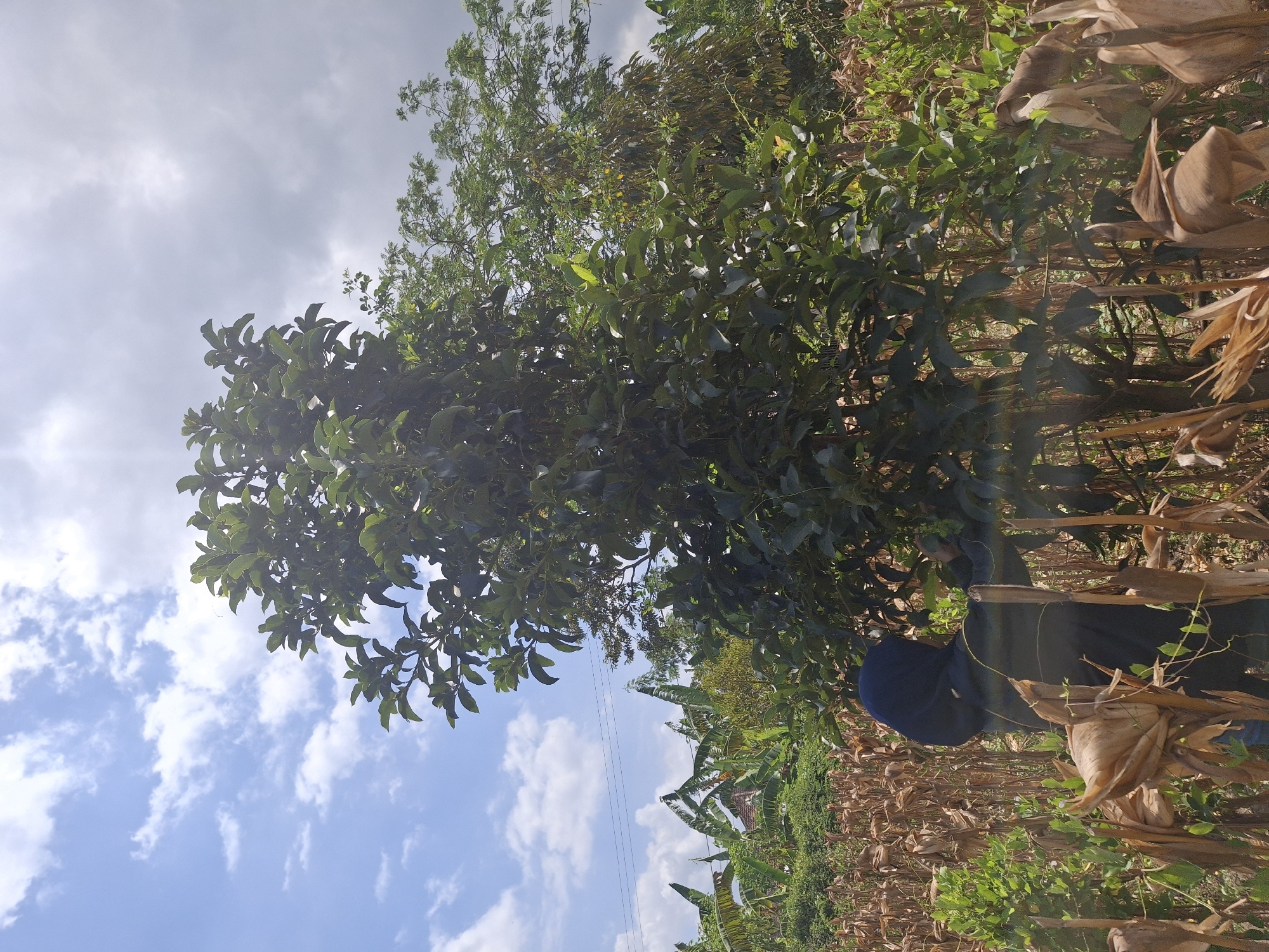 In the city of Denok, Indonesia, a person wearing a dark blue hijab is seen in a field of dry corn stalks. The person is standing next to a large tree with dark green leaves, reaching towards the branches. The background shows more vegetation, including banana trees, and a sky with both blue patches and white clouds. Power lines are visible against the sky.