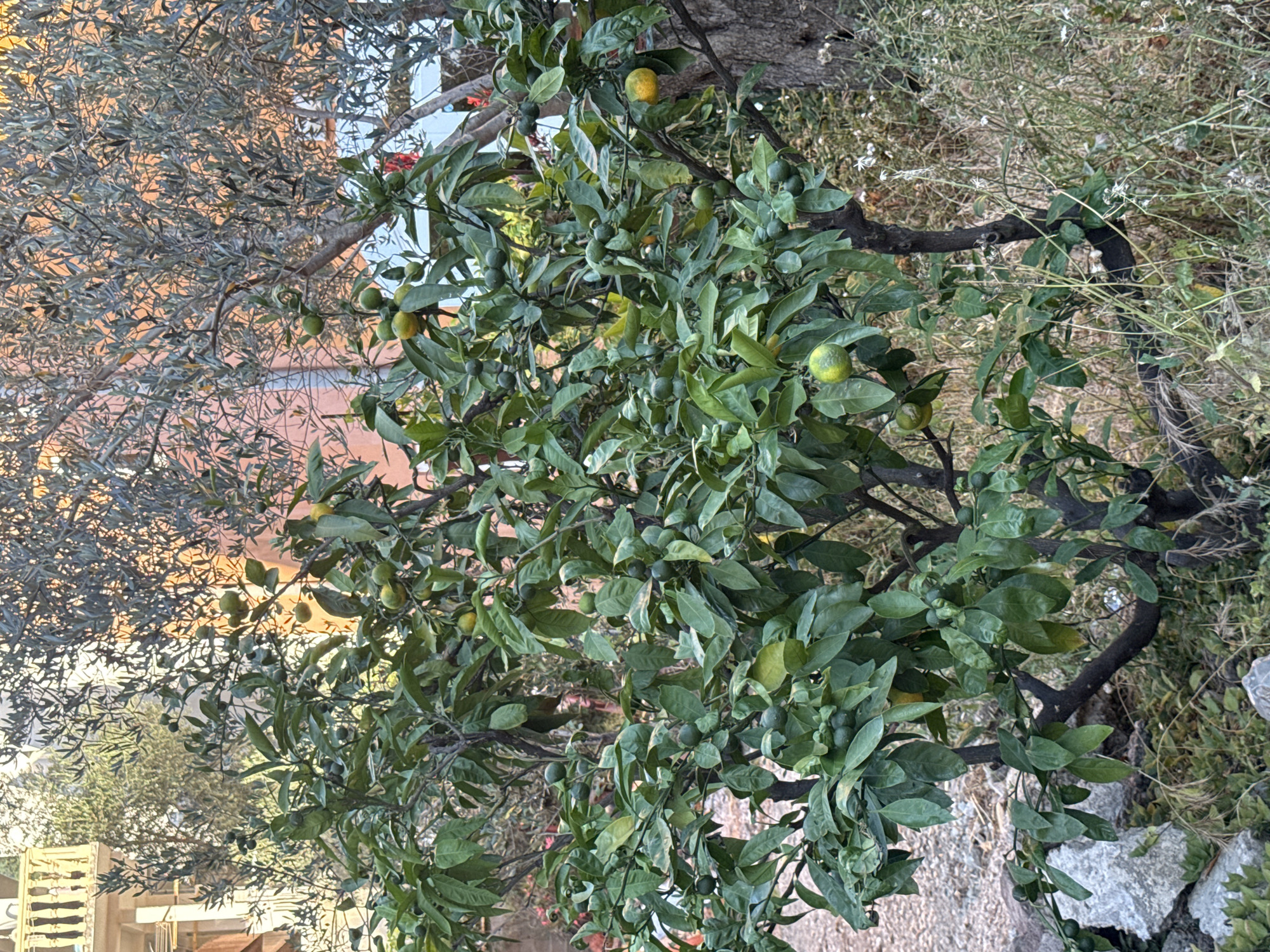 In Bečići, Montenegro, a small citrus tree laden with numerous green and yellow fruits stands prominently in the foreground. The tree's branches are dense with lush green leaves, creating a vibrant display. In the background, an older olive tree with silvery-green foliage partially obscures a building with light-colored balconies. The ground surrounding the citrus tree is covered with small stones, dry grass, and a few larger rocks. The scene is bathed in the warm light of what appears to be late afternoon or early morning, casting soft shadows and highlighting the textures of the leaves and fruits.
