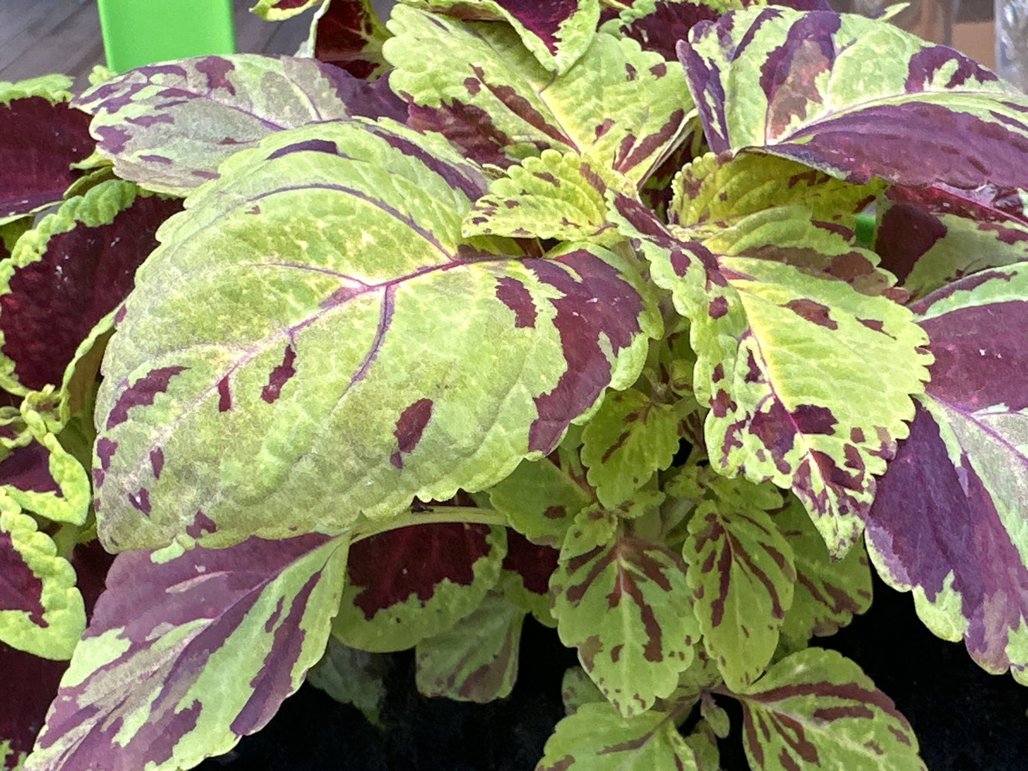 The image is a close-up, overhead shot of a coleus plant. The leaves are a vibrant mix of lime green and deep burgundy, with serrated edges. The patterns on the leaves are irregular, with splashes and veins of burgundy spread across the green base. Some leaves are slightly curled, adding to the texture of the plant. The background is dark, suggesting the plant is in shadow or a pot. A small sliver of bright green is visible in the upper left corner, possibly a pot or another plant. The image is sharply focused on the leaves, highlighting their intricate colors and textures. There are no people, actions, or interactions visible. The location in Podolsk, Russia, is not discernible from the visual information provided.