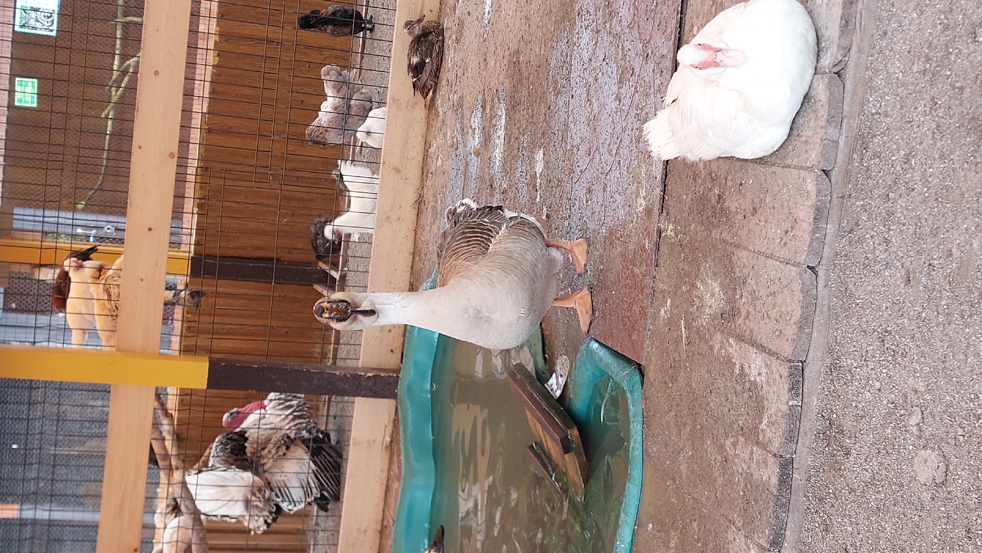 A goose stands in front of a shallow, teal-colored pool in an outdoor enclosure. The goose is light brown and white with a brown-striped neck and head, and it is facing the camera. Behind the goose, and within the enclosure, are several other birds, including turkeys and chickens, some of which are standing, and others are resting. The enclosure has a wooden fence and wire mesh. The ground is a mixture of dirt and cobblestones. There is a wooden ramp partially submerged in the pool. The scene appears to be a farm or zoo.