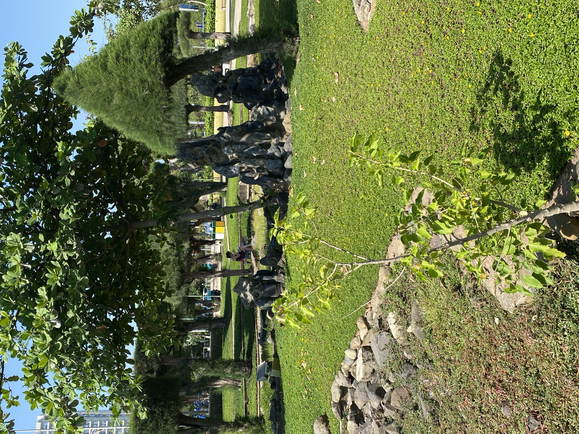 The image depicts a sunny park scene in Nha Trang, Vietnam, likely near the coast given the prevalence of trees adapted to coastal environments and the presence of a tall building in the background suggesting an urban setting. In the foreground, a young sapling with bright green leaves stands on a lawn dotted with small yellow flowers. To the left, a dry creek bed is lined with rough, grey rocks. Behind this, a manicured lawn stretches out, with several large, sculpted trees. Two prominent rock formations, resembling miniature mountains, are placed in the mid-ground, surrounded by grass. Further back, more trees and manicured shrubs are visible, along with park benches. A single individual is seated on a bench to the right, looking towards the left. In the distance, park amenities like trash receptacles and possibly pathways are discernible. The overall impression is of a well-maintained public park designed for relaxation and enjoying nature, situated within a city.