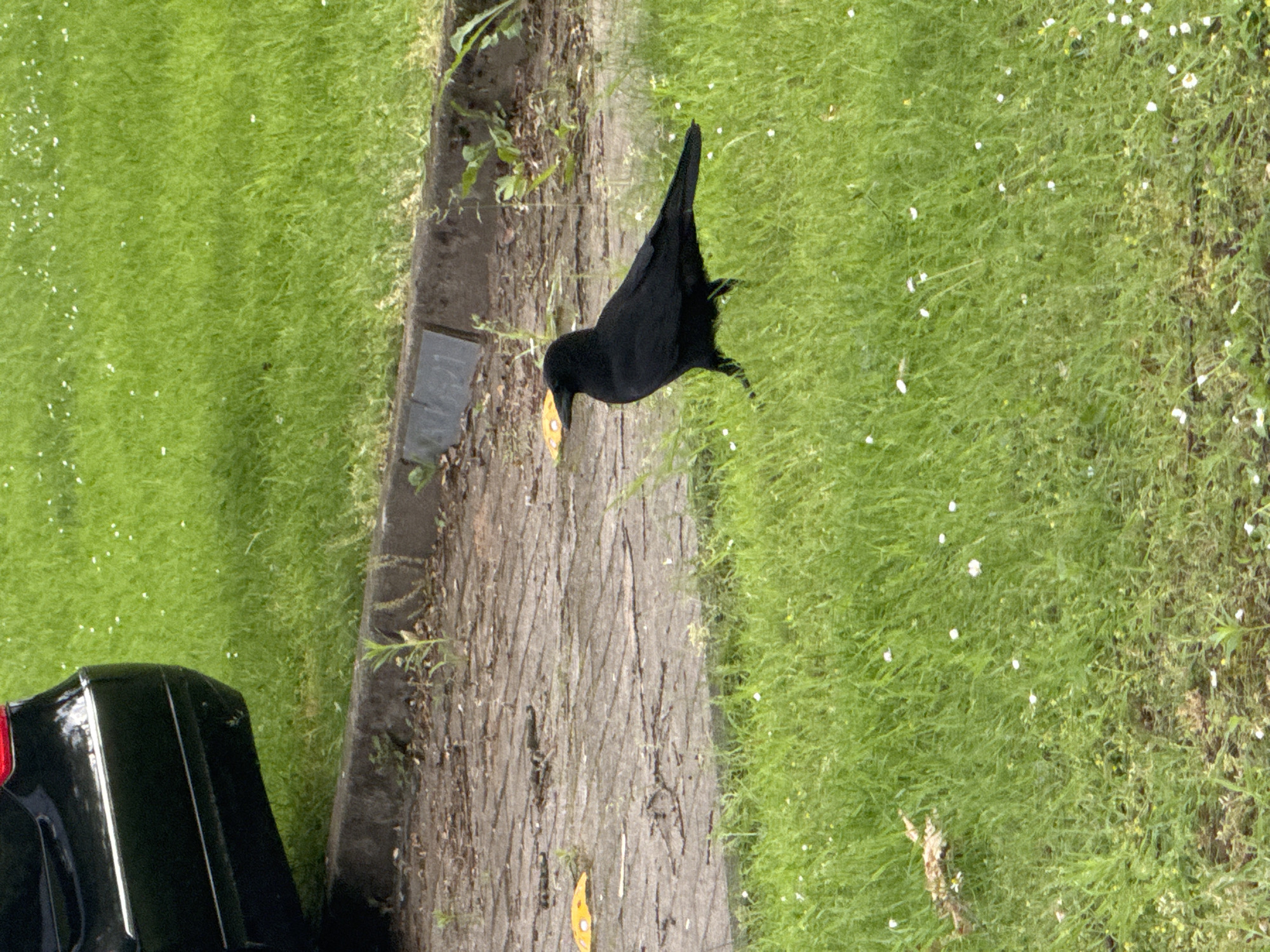 A black crow stands on a lush green lawn next to a paved area. In the background, the rear of a black car is visible. The paved area is made of light-colored interlocking bricks and appears to be part of a walkway or parking lot. There are some scattered leaves and debris on the paved surface. The lawn is dotted with small white flowers. The scene is outdoors.