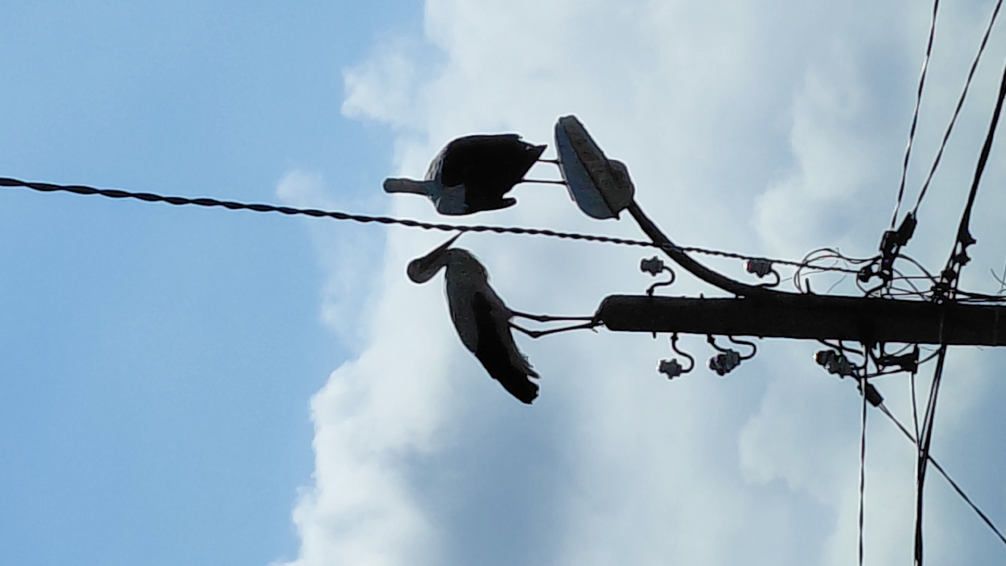 Two birds are perched on an electric pole and wires. The sky is visible in the background, with clouds. The location is Unknown, Unknown.