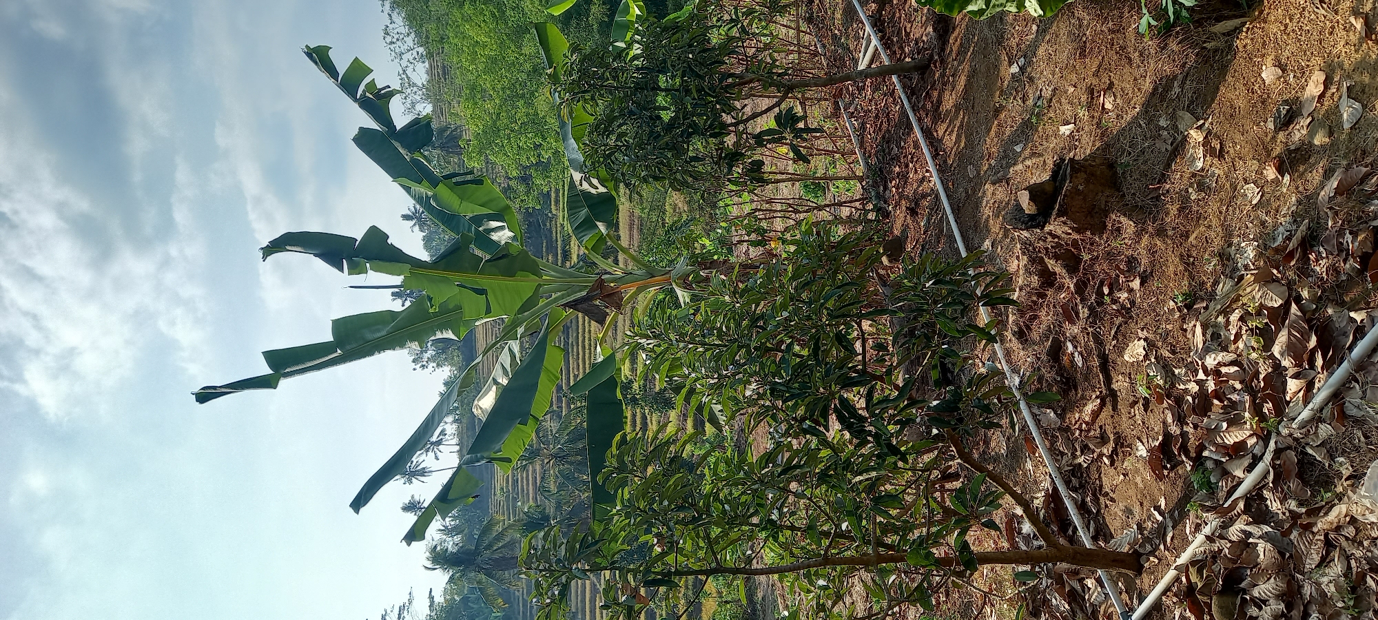 In the city of Majingklak, Indonesia, a banana tree stands tall in a lush agricultural landscape. The tree's broad green leaves spread outwards, catching the sunlight against a backdrop of a partly cloudy sky. In the foreground, several smaller trees with dense foliage are planted, their branches reaching towards the banana tree. The ground beneath is covered in dry leaves and straw, suggesting a natural or less manicured area. White PVC pipes, likely for irrigation, run horizontally across the scene, partially visible amongst the vegetation and leaf litter. In the mid-ground, terraced fields are visible, lined with palm trees and other vegetation, indicative of rice paddies or similar crops. The overall impression is one of a rural setting, with a focus on agricultural cultivation and natural elements.