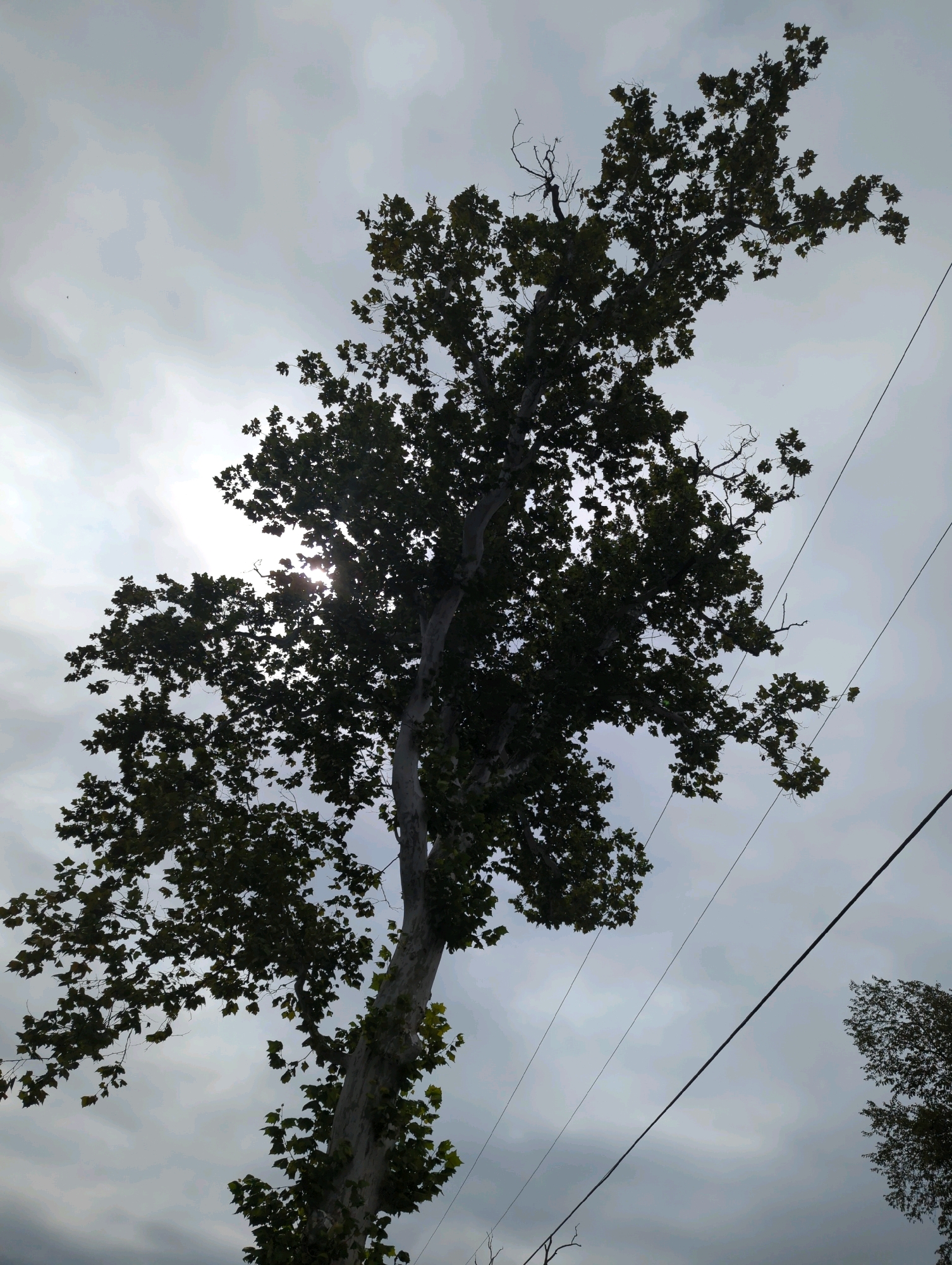 A tall tree with dark green foliage and lighter bark stands against a cloudy sky. The tree's branches spread out widely, with some bare twigs visible. Several power lines stretch diagonally across the frame. The sun is partially visible behind the tree's leaves, creating a slight lens flare. In the lower right corner, the top of another tree with dark green leaves is visible. The image appears to be taken from a low angle, looking upwards. The location is identified as West Amwell Township, United States of America.