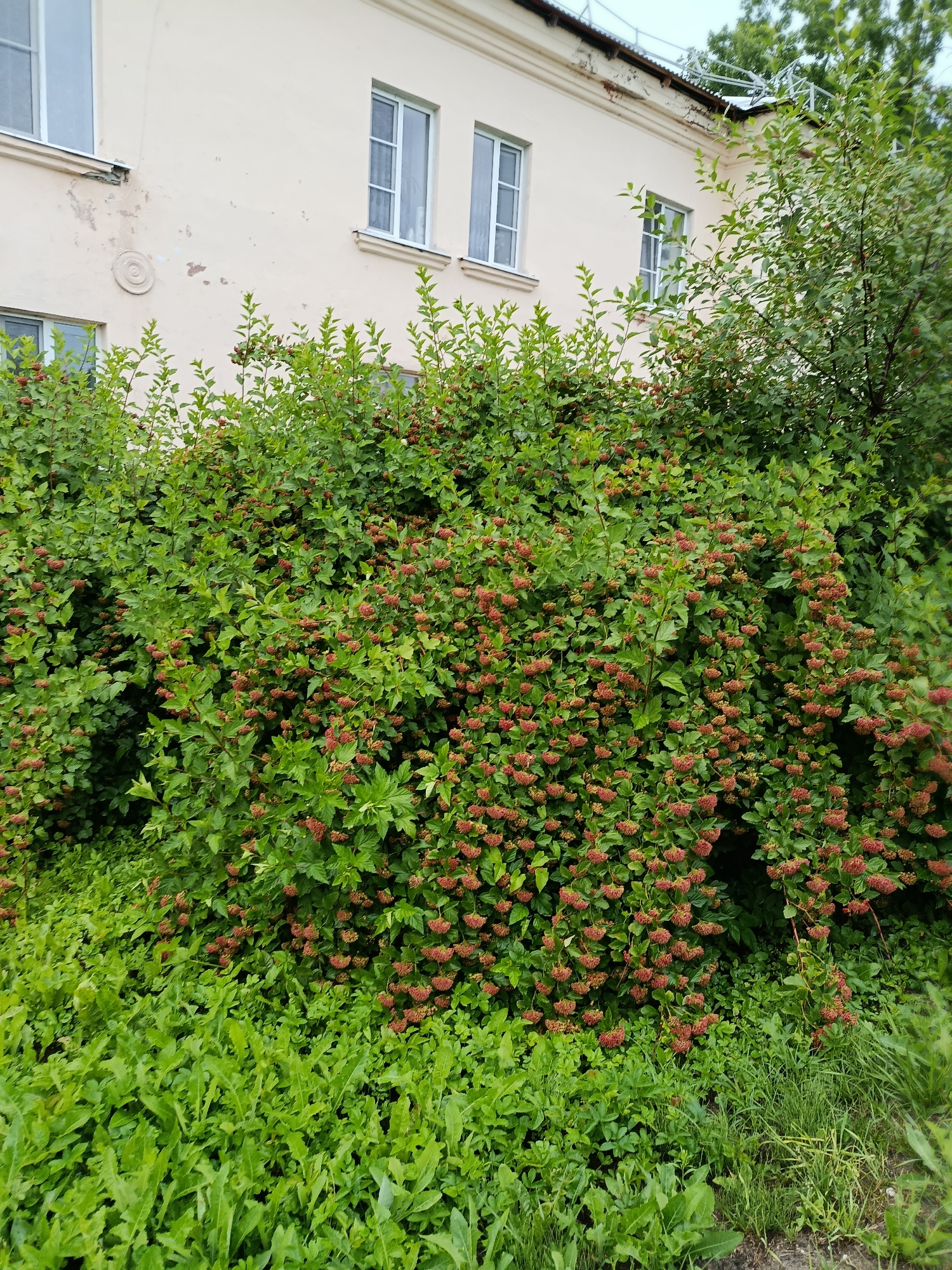 This media file captures an outdoor scene in Vereya, Russia, featuring a lush, overgrown bush with small red berries in the foreground, set against the backdrop of a light-colored building. The bush is dense and full of green leaves, with clusters of berries dotting its branches. The building appears to be old, with a cream-colored facade and several windows with white frames. Some of the plaster on the building's exterior is chipped, revealing an underlying texture. A decorative circular element is visible on the wall near a window. The scene is bathed in natural light, suggesting it was captured during the daytime, likely on an overcast day given the diffused lighting and the absence of strong shadows. The vegetation is vibrant and green, indicating it is likely spring or summer. The overall impression is one of a slightly wild, unkempt garden area adjacent to an older structure. There is no visible text in the image.