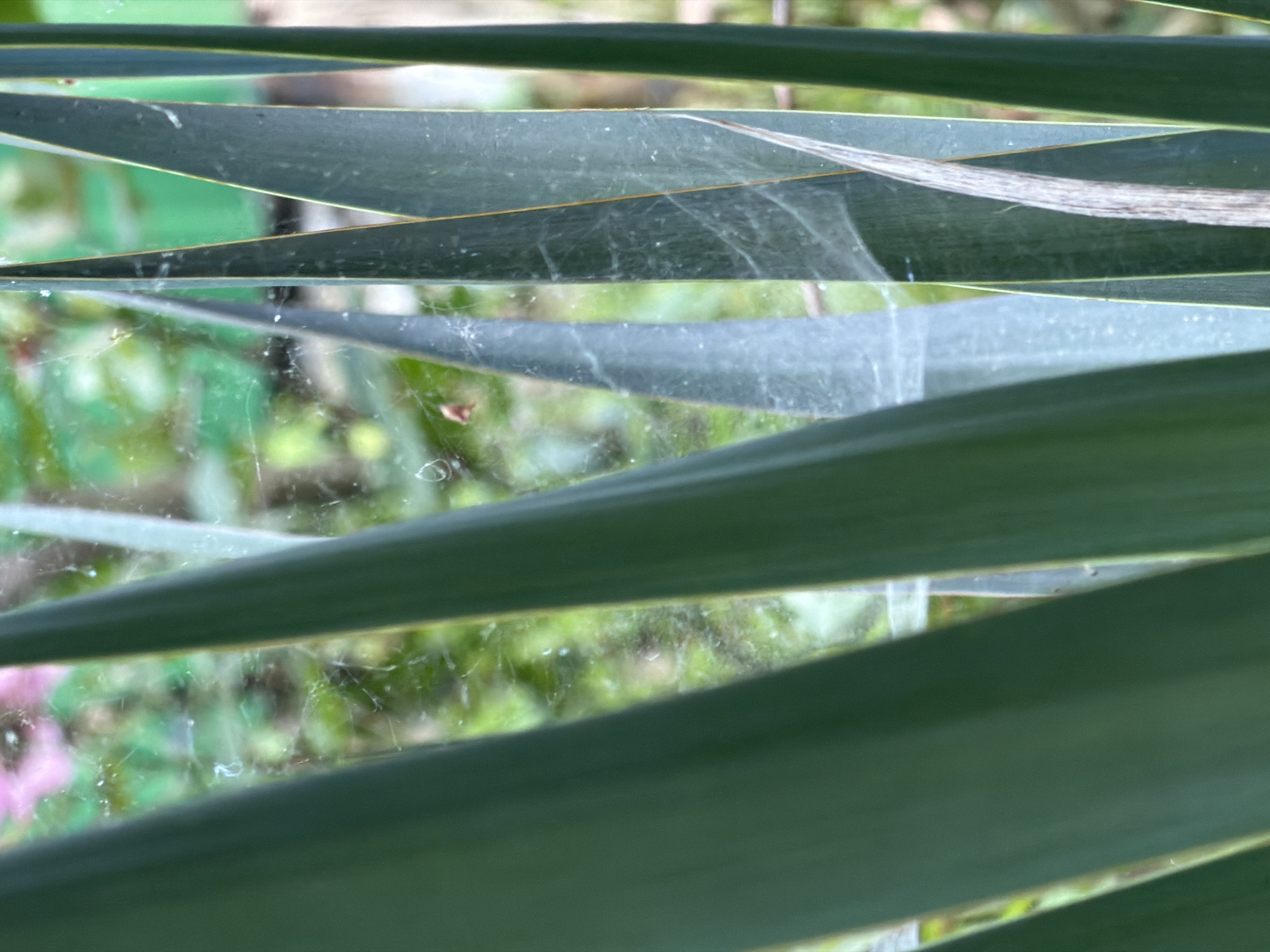 This is a close-up, vertical, eye-level shot of layered, dark green leaves, likely from a Yucca plant, angled diagonally across the frame. The leaves are thick and broad, with a slightly waxy texture. A subtle, thin yellow line runs along the edge of one of the leaves. Behind the leaves, the background is a blurred scene of green foliage, suggesting an outdoor setting, possibly a garden.
Visible on the surface of some of the leaves and the transparent material behind them are delicate strands of spiderwebs, glistening with tiny water droplets. These webs are a prominent detail, indicating a humid or dewy environment. The lighting suggests it might be daytime, with soft, diffused light, perhaps on an overcast day or in the early morning or late afternoon. There are hints of pink and lighter green in the blurred background, possibly flowers or other plants.
The composition, with its overlapping leaves and shallow depth of field, creates a sense of depth and focuses attention on the texture of the leaves and the intricate detail of the spiderwebs. The overall impression is one of nature's quiet details observed up close. The location context of Sochi, Russia, known for its subtropical climate and lush vegetation, aligns with the visual cues of abundant plant life and potential for humidity. No people or text are visible in the image.