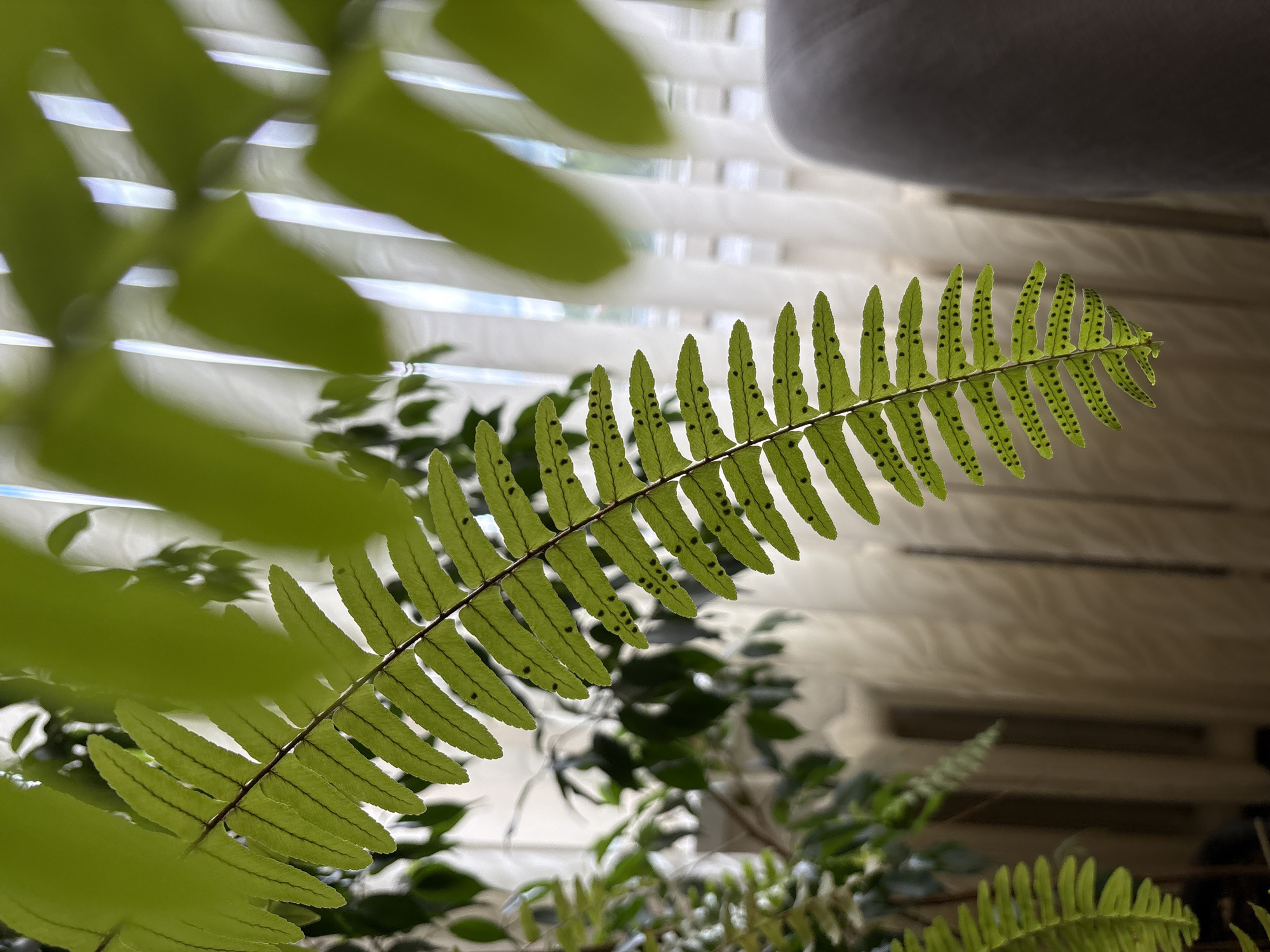 A close-up, low-angle shot focuses on a frond of a green fern plant indoors, with its underside featuring numerous dark brown sporangia. The fern frond hangs in the foreground, partially obscuring the background. Behind the fern, two other green plants are visible, one slightly out of focus and to the left, and another more blurred in the center. The background is dominated by sheer white curtains, drawn to reveal vertical lines of light, suggesting a window. To the right, the blurred form of a gray upholstered object, possibly a chair or sofa, is present. The overall impression is of an indoor setting, likely a home or office in Vitsebsk, Belarus, given the context of the prompt, with a focus on the natural detail of the fern against a soft, diffused backdrop.