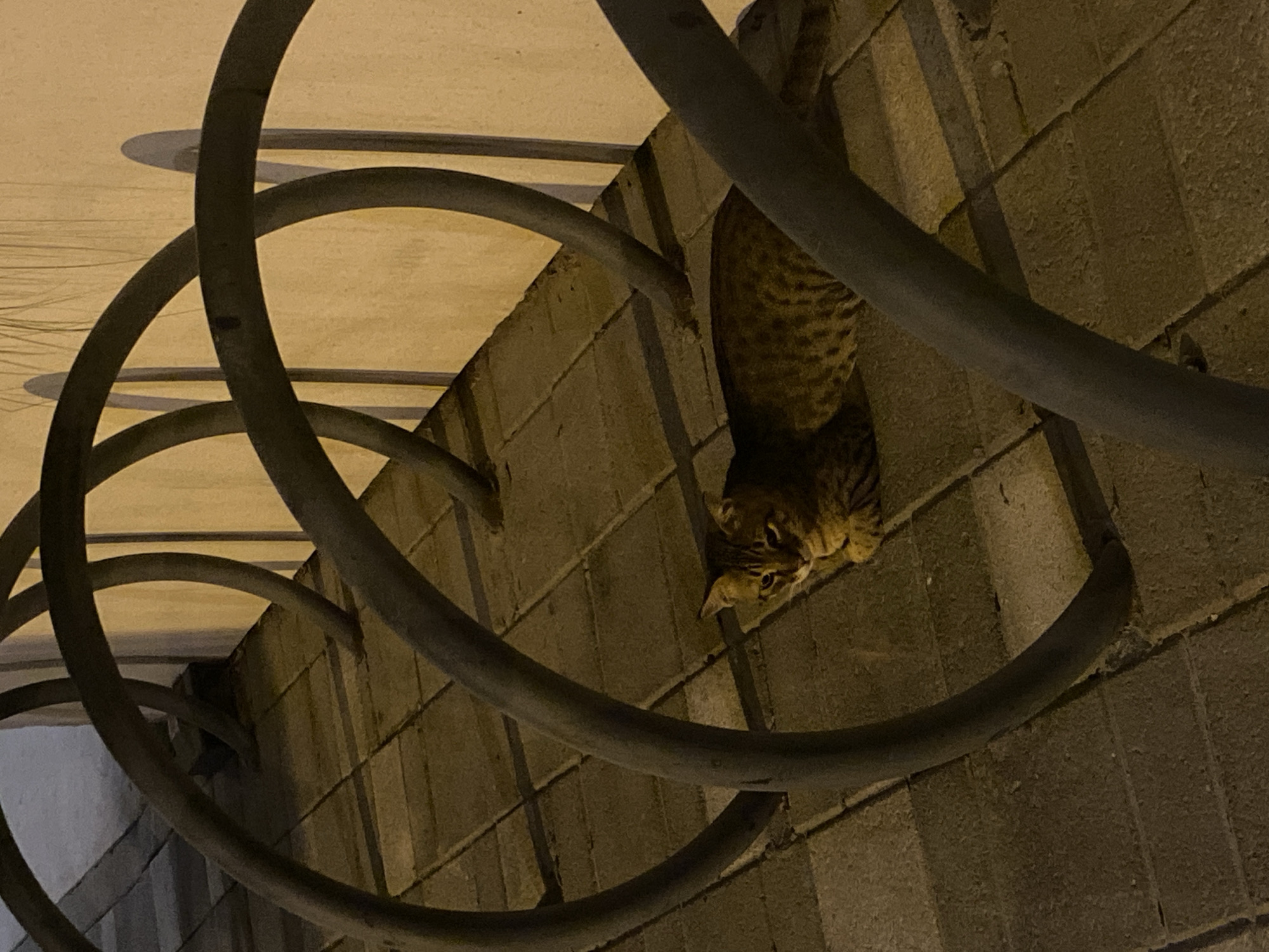 A tabby cat lies on a tiled surface next to a metal bike rack in Deira, United Arab Emirates. The cat is looking to its left, with its body angled slightly to the right. The bike rack is made of dark gray metal and has a series of curved bars. The ground is paved with light brown tiles. A cream-colored wall is visible in the background. The lighting suggests it is evening or nighttime.