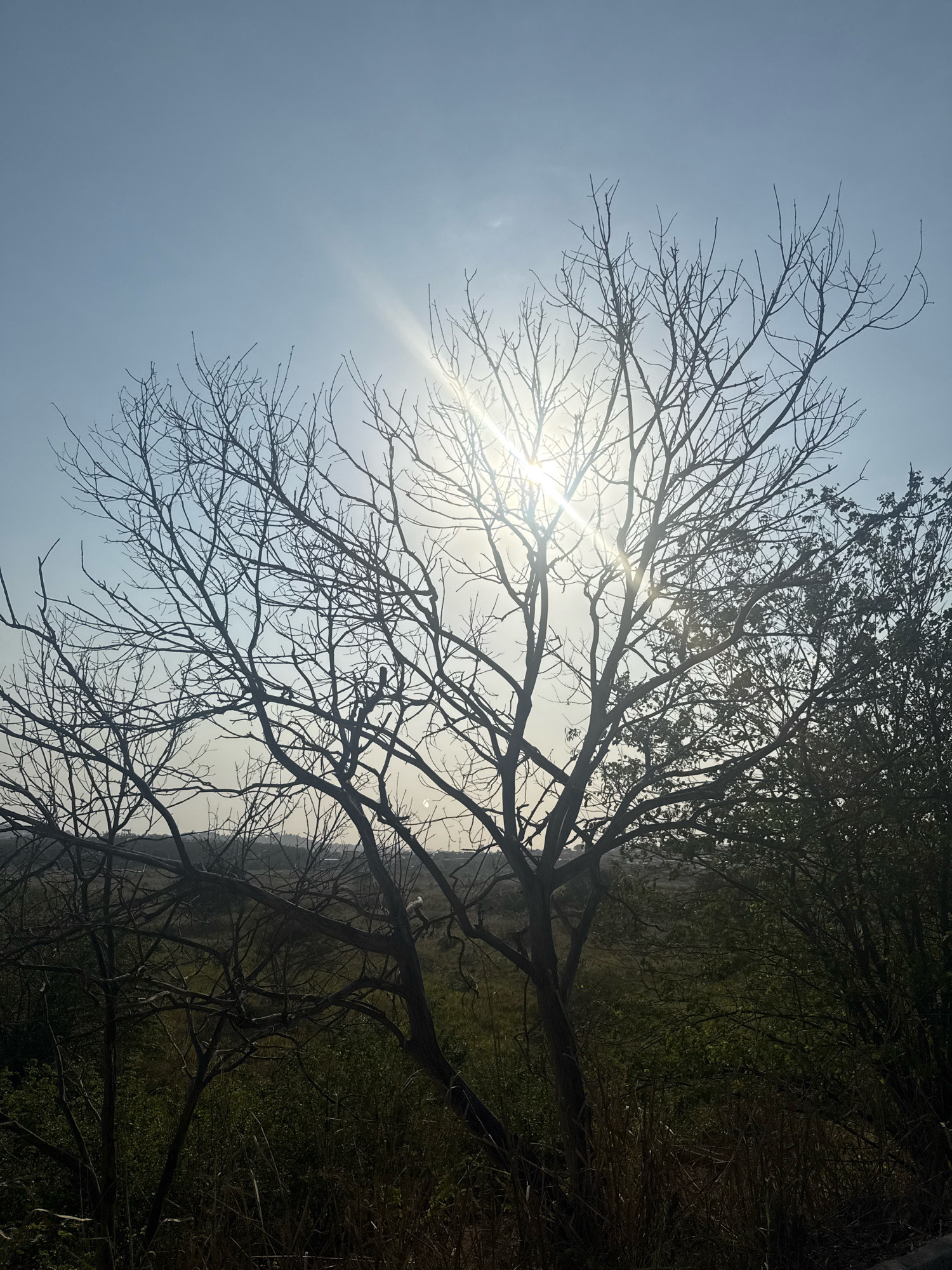 A silhouetted, leafless tree with intricate branches dominates the foreground, its dark form stark against a hazy blue sky. The sun, partially obscured by the tree's upper branches, casts bright rays that create a lens flare effect. To the right, a denser, leafy tree adds a contrasting texture of green foliage. The background depicts a hilly landscape, shrouded in a soft, diffused light, with hints of vegetation and possibly distant structures. The overall impression is one of a natural outdoor scene, possibly a park or rural area, bathed in the light of the sun, which appears to be low in the sky, suggesting either early morning or late afternoon. The presence of dried grasses and sparse vegetation in the lower portion of the image further suggests a natural environment. No people or specific city landmarks are identifiable.