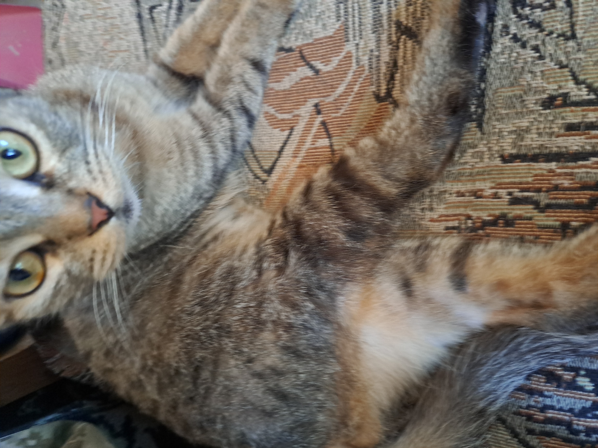 The image depicts a tabby cat resting on a patterned upholstered surface. The cat's fur is a mix of gray, brown, and black stripes. Its eyes are bright green and yellow, with dark pupils. The cat's nose is pink. The surface it is resting on has a woven pattern with brown, beige, and black threads, forming abstract shapes and lines. The background is blurred, but appears to be indoors, with hints of furniture and possibly a red object. The image's metadata does not specify a location within Vypasne, Ukraine.