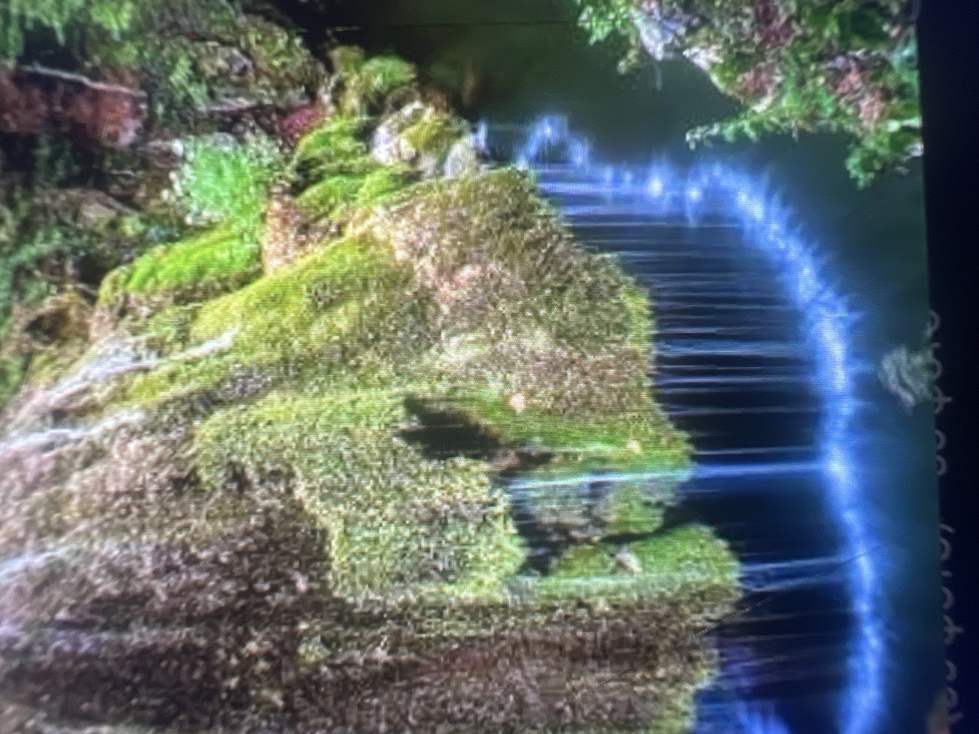 The image shows a close-up view of a moss-covered rock formation with a thin waterfall cascading down it into a dark pool of water. The moss is a vibrant green with some brown and reddish hues, and it covers the entire surface of the rocks. The water from the waterfall is illuminated with a bright blue light, creating a surreal effect. The scene is lush and natural, with hints of greenery and other vegetation surrounding the waterfall. The overall impression is one of a serene and hidden natural wonder. The location is not specified as being in any particular city.