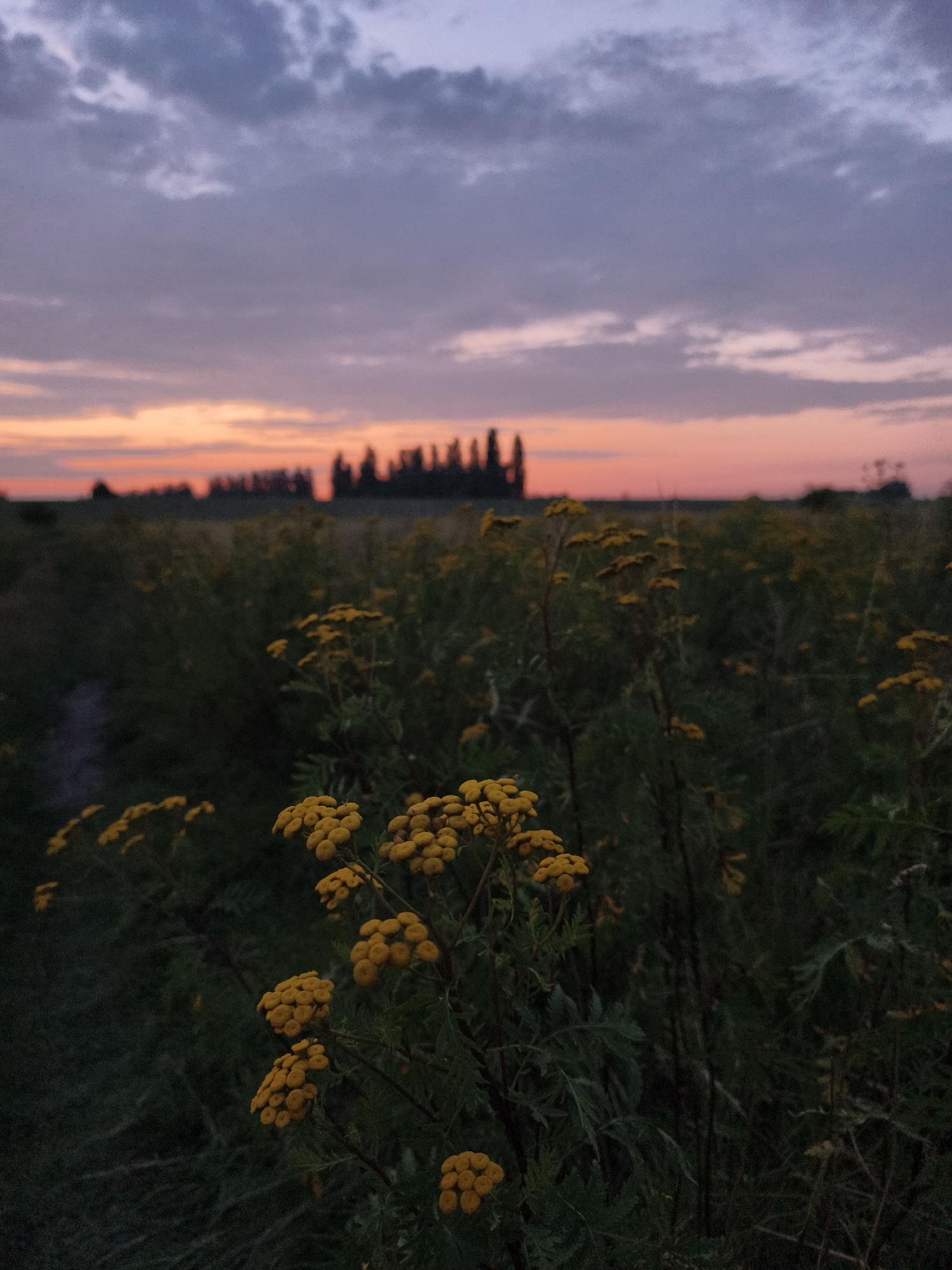 The image depicts a field of yellow flowers in the foreground, with a blurry line of trees on the horizon. The sky above is filled with clouds in shades of purple, pink, and orange, suggesting a sunset or sunrise. The overall mood of the image is serene and naturalistic. The location is Tczew, Poland.