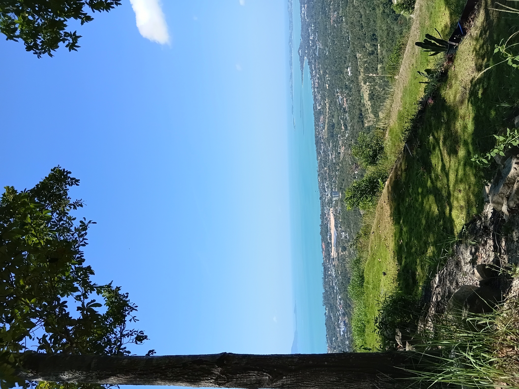 This is a medium-wide shot of a scenic overlook in Ko Samui District, Thailand, on a clear day. The foreground is dominated by a large tree trunk on the left, casting a shadow over a grassy slope. Some rocks and sparse vegetation are visible in the lower foreground. The middle ground shows a lush green hillside dotted with trees and a few buildings, leading down to a coastal town. The background features the bright turquoise ocean stretching to the horizon, with a hazy outline of distant landmasses. The sky is a vibrant, cloudless blue, with a small white cloud visible on the right. There are no people or animals in the frame.