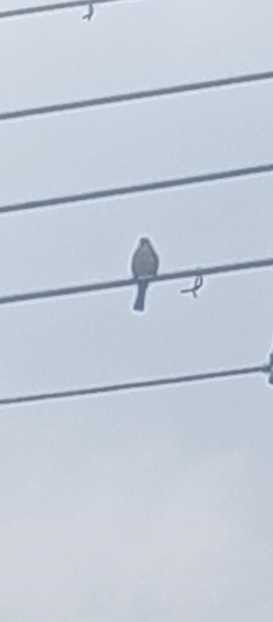 The image shows a bird perched on a power line. The bird has a grey body and a long tail. The power lines are running horizontally across the image. The background is an overcast sky. The location is Tinaquillo, Venezuela.
