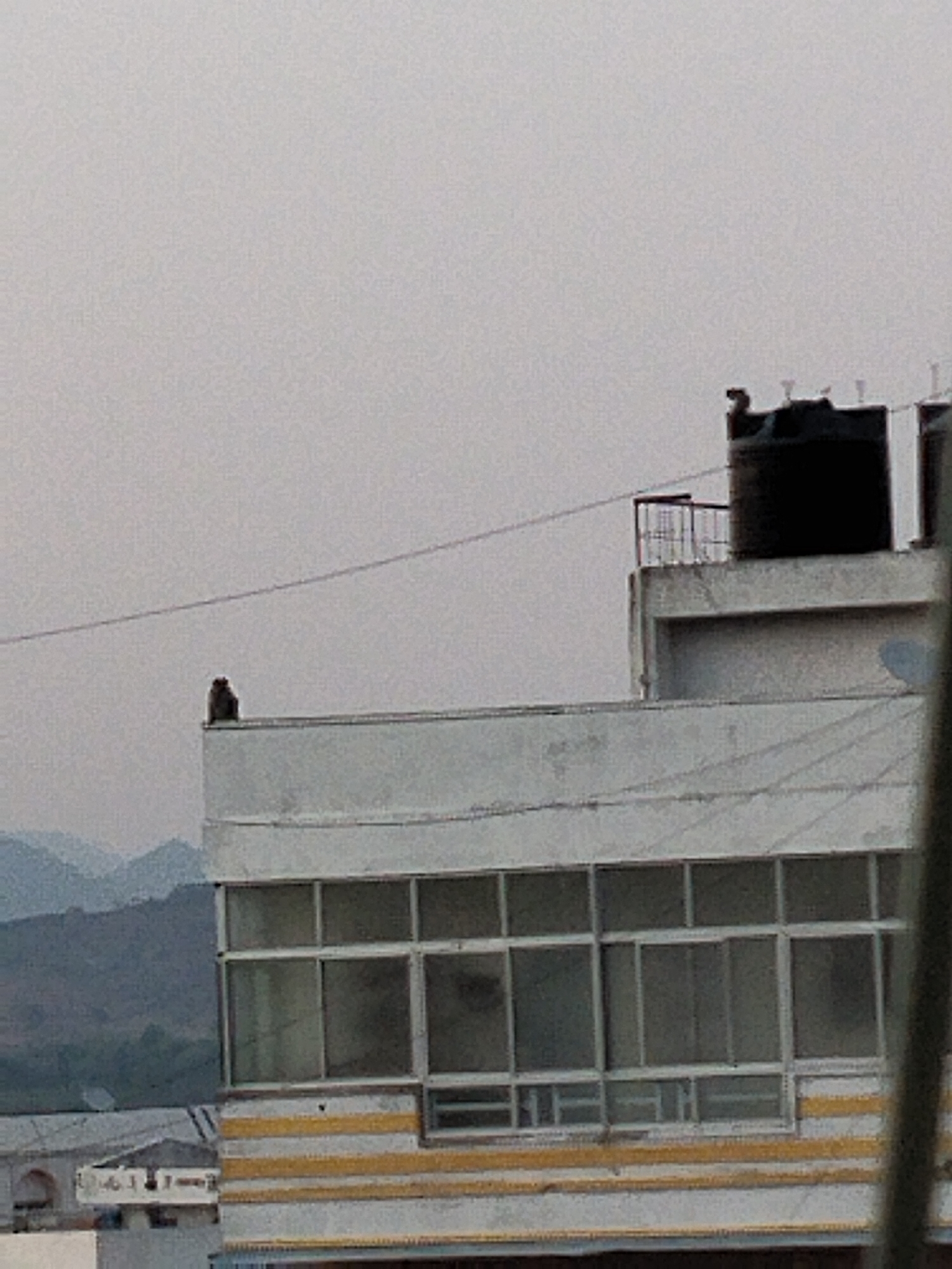 The image captures a static scene dominated by architectural structures under an overcast sky, with a monkey as a prominent subject.
In the mid-ground, a monkey with dark fur is perched on the narrow edge of a white building's rooftop ledge, facing towards the left. To its right, on a higher section of the building, two large, dark-colored cylindrical water tanks are visible, surrounded by a metal railing. A thin cable or wire extends horizontally across the frame, passing above the monkey and towards the water tanks.
The building below the monkey features a facade with numerous square and rectangular windows, set within white frames. Below these windows, there is a distinct band of horizontal yellow stripes against a lighter background. Another building is partially visible in the bottom left, and a blurred vertical object (likely part of the foreground structure from which the photo was taken) obscures the right side of the frame.
In the background, a range of hazy, blue-tinged mountains stretches across the horizon. The sky is uniformly light grey, suggesting an overcast day or diffused lighting conditions, possibly morning or late afternoon. The overall setting appears to be an urban or semi-urban environment, characteristic of Indian towns like Puttaparthi, where monkeys often inhabit built areas. There is no visible text.