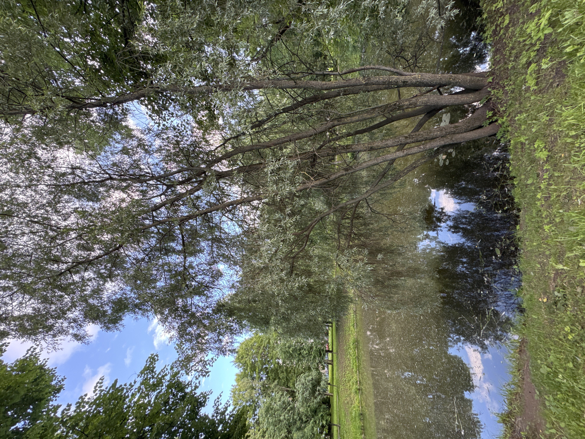 This is a medium-shot, eye-level, outdoor photograph of a pond's edge in a park. The pond water is dark and murky with reflections of the sky, clouds, and trees. Some debris and lily pads are visible on the surface of the water. A cluster of slender trees with thin, weeping branches grows along the bank, their trunks leaning towards the pond. The ground is covered in green grass and some small plants. In the background, more trees form a dense canopy, with glimpses of a blue sky with scattered white clouds. This scene is likely located in Saint Petersburg, Russia, in a park such as the Udelny Park or the Botanical Garden, known for their ponds and abundant greenery. There are no people or animals present in the image.